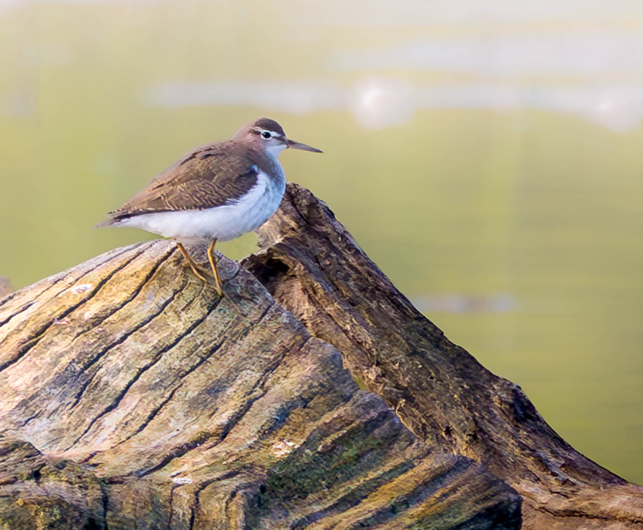 Spotted Sandpiper