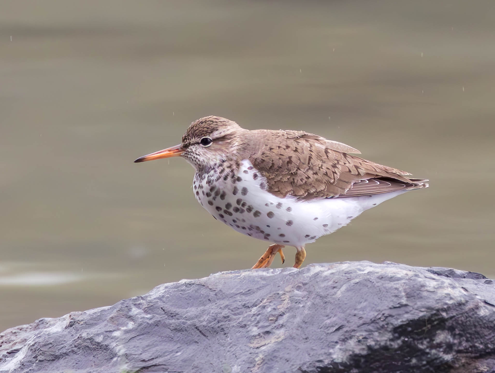 Spotted Sandpiper