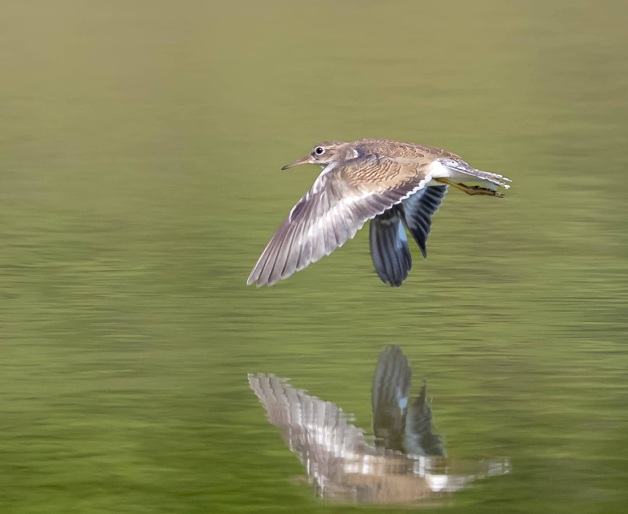 Spotted Sandpiper
