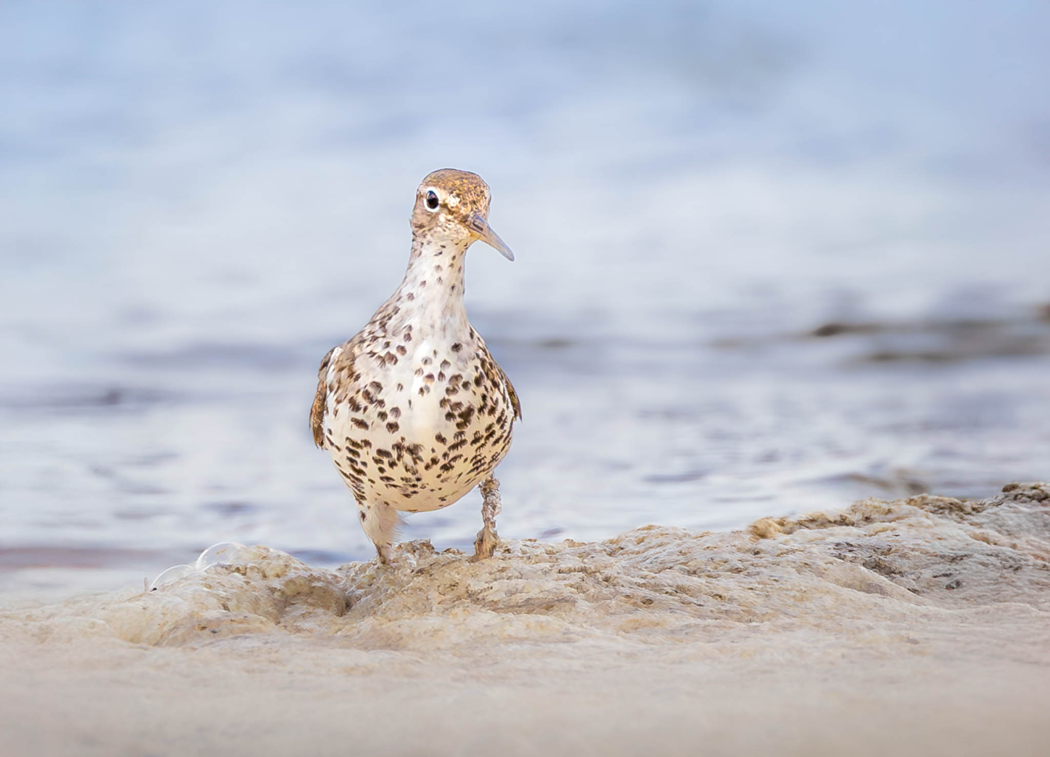 Spotted Sandpiper