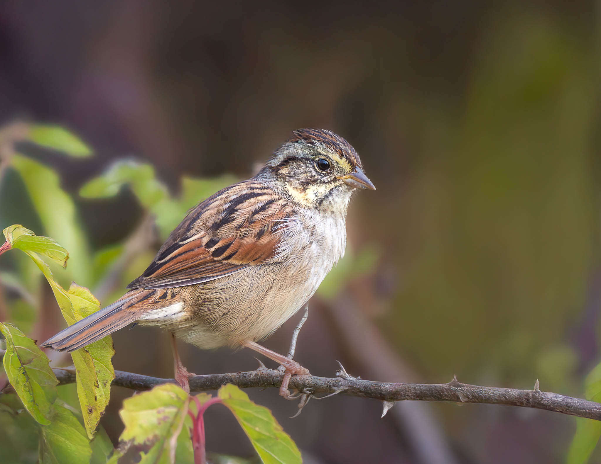 Swamp Sparrow