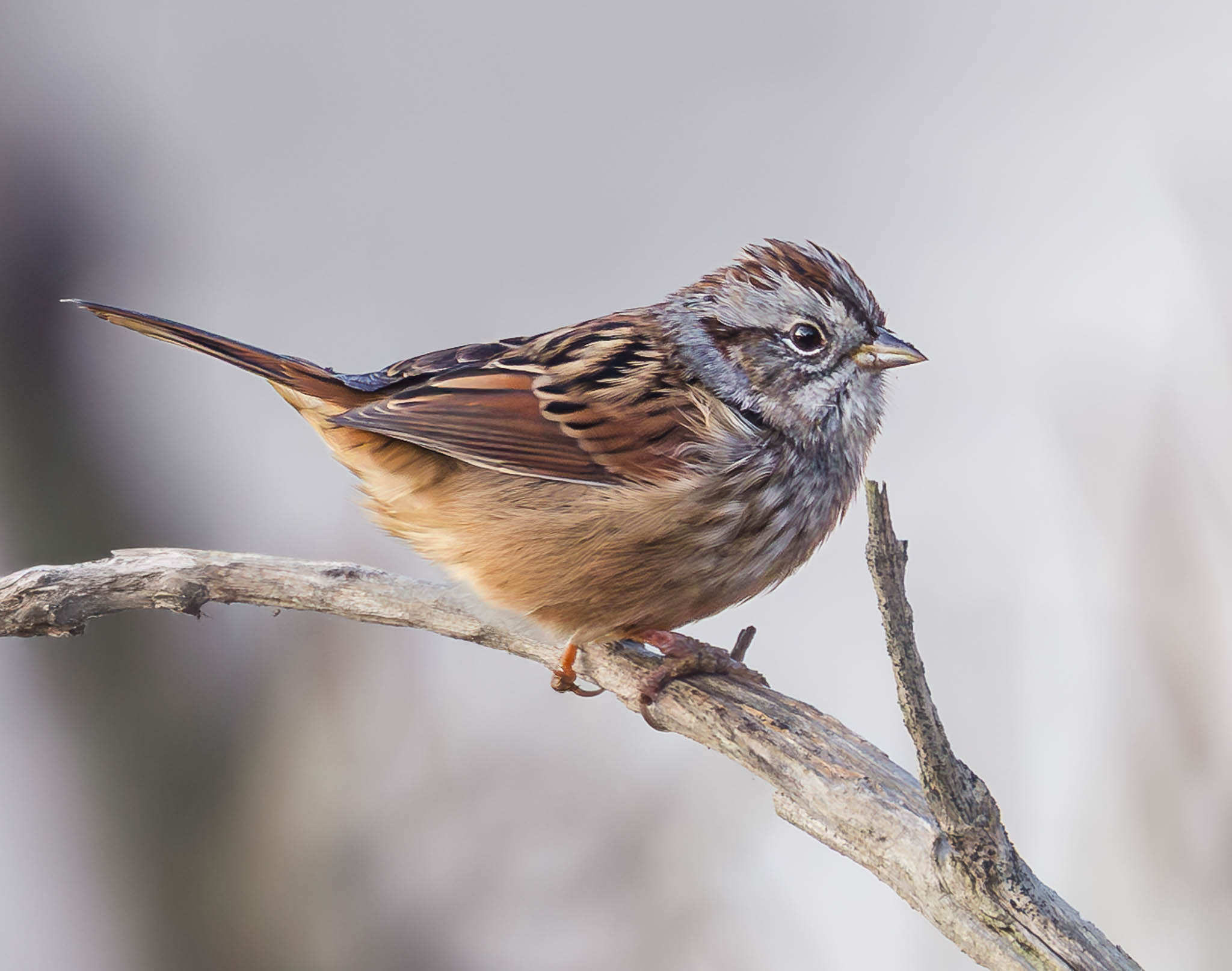 Swamp Sparrow