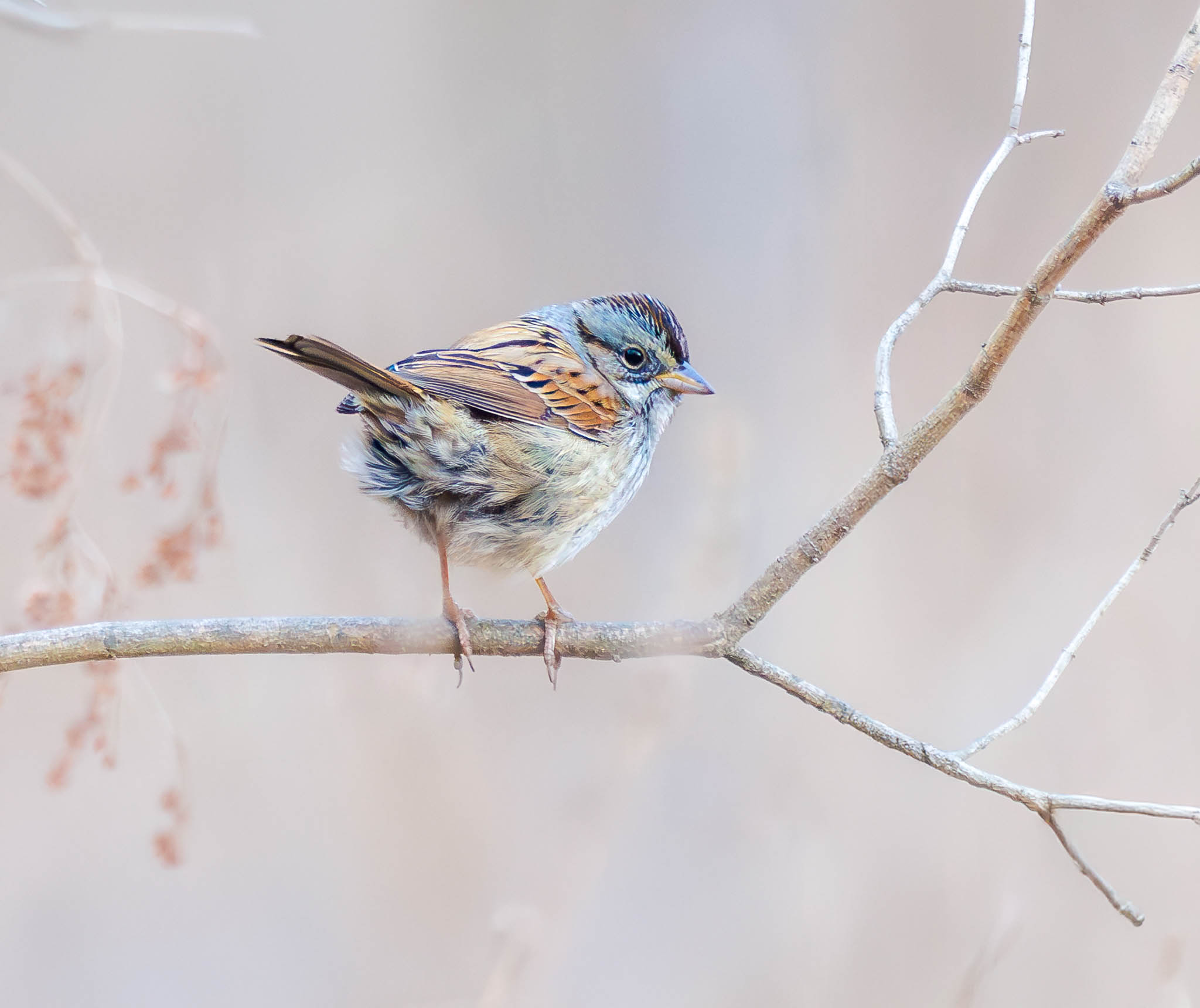 Swamp Sparrow