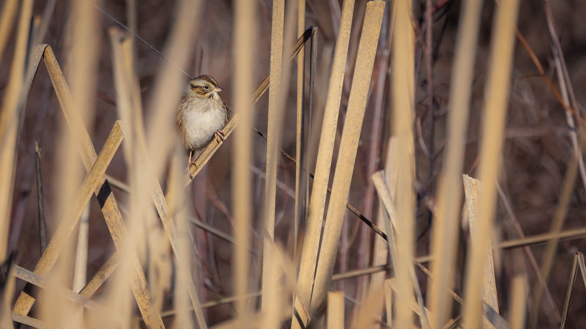 Swamp Sparrow