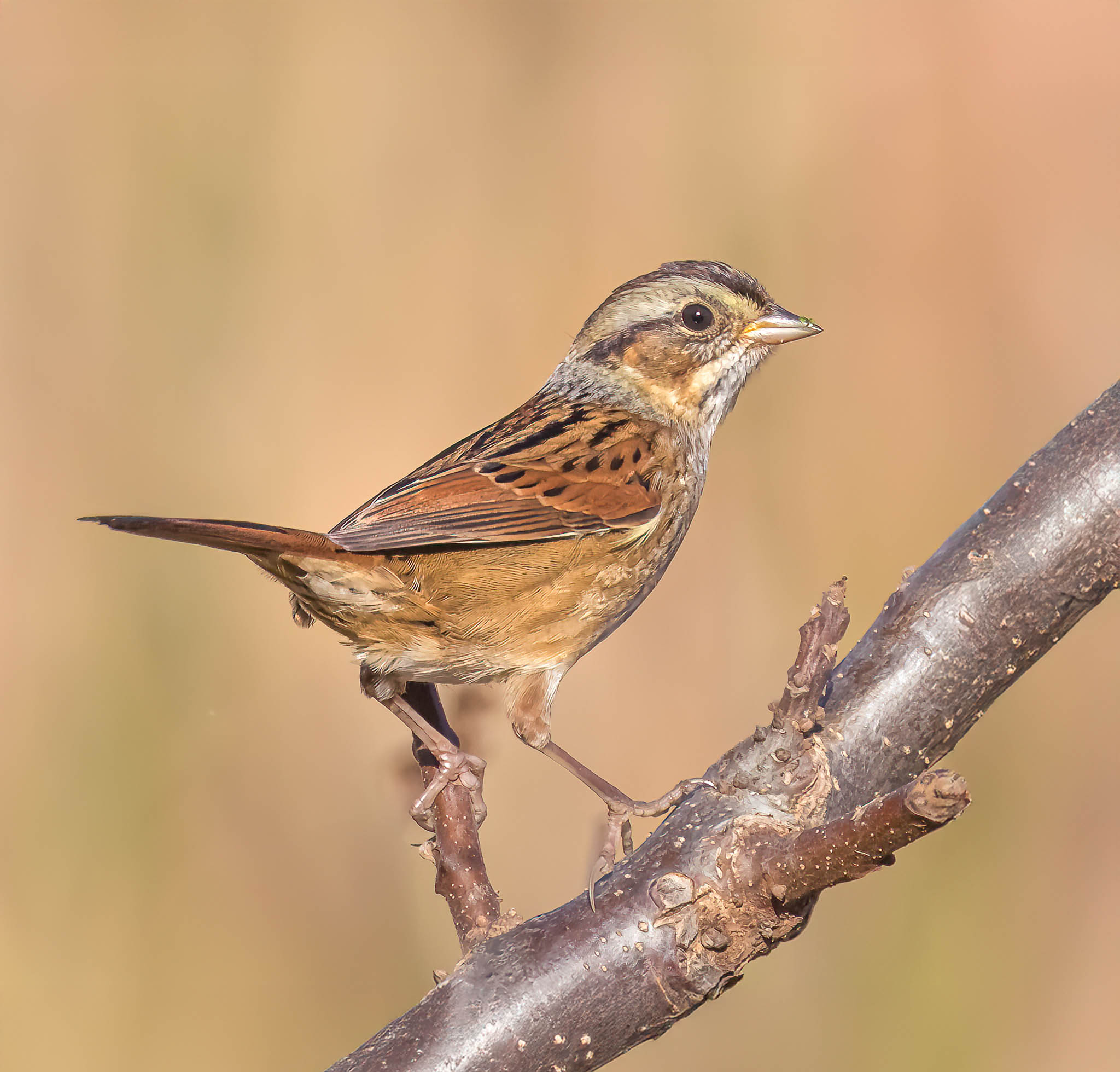 Swamp Sparrow