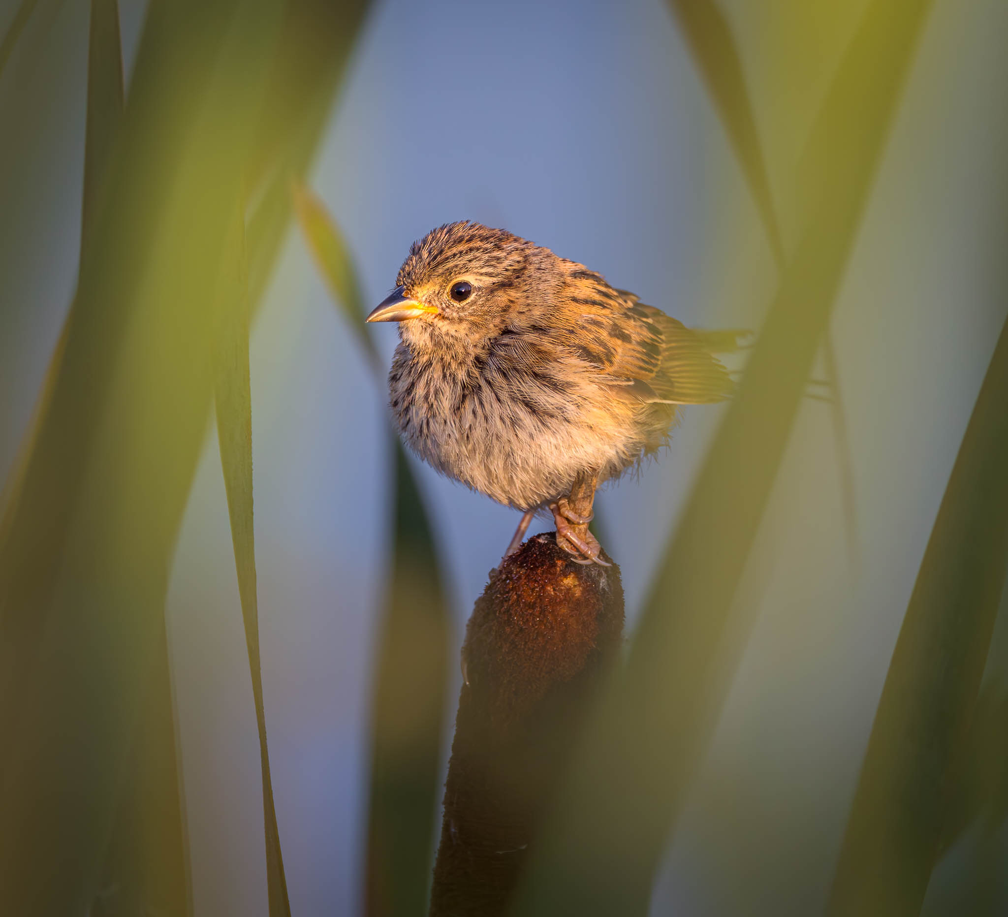 Swamp Sparrow