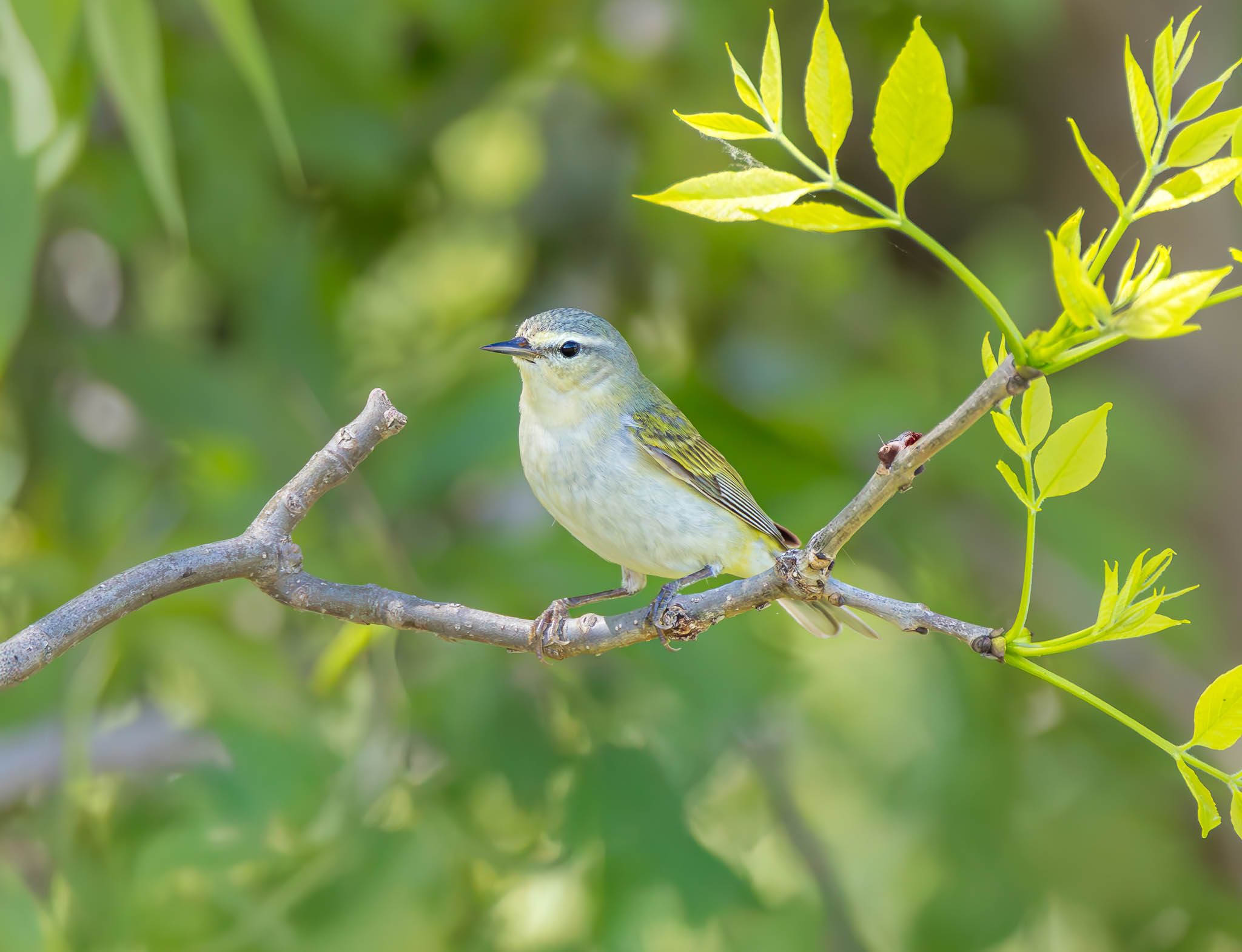 Tennessee Warbler
