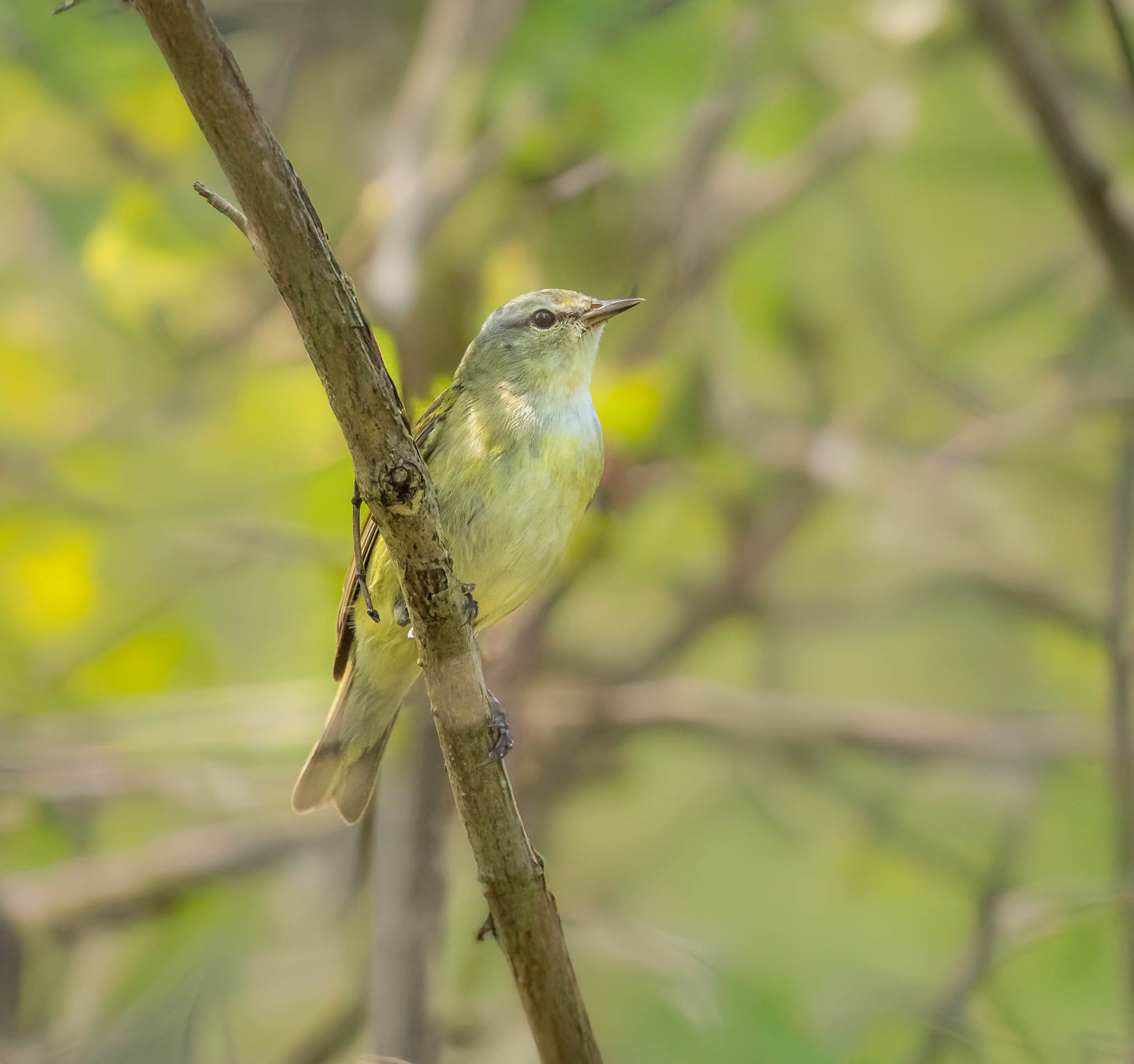 Tennessee Warbler