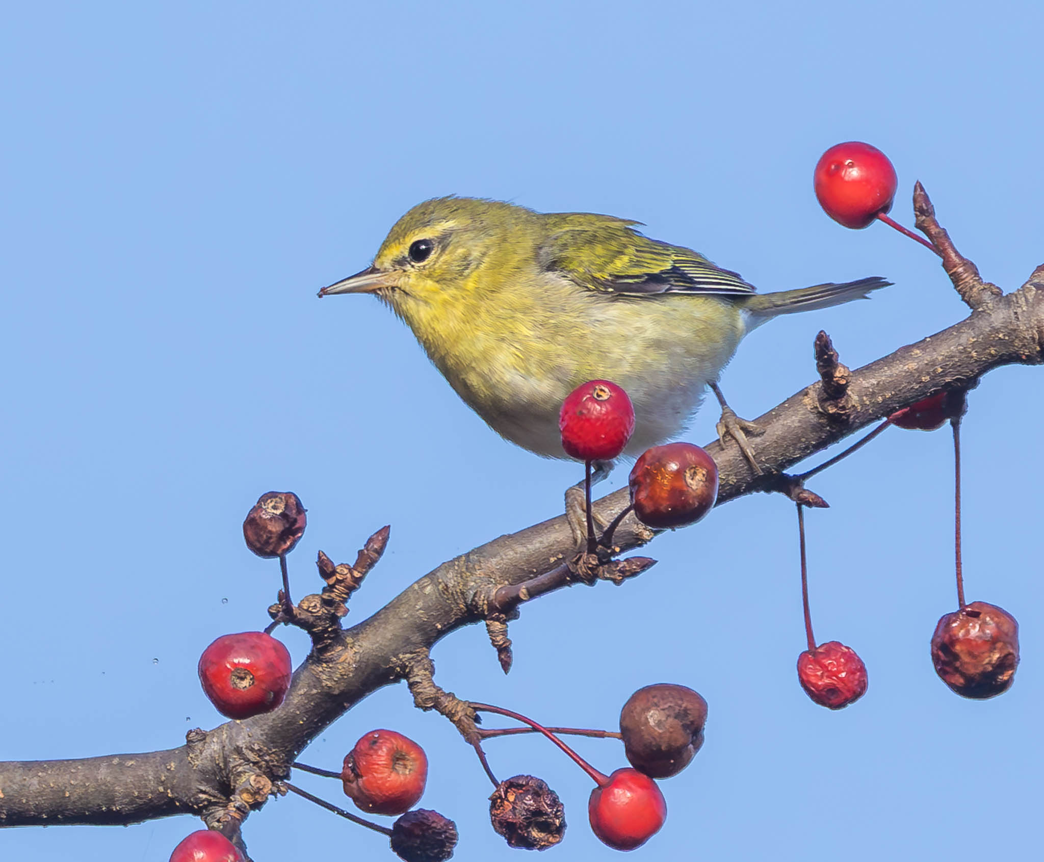 Tennessee Warbler