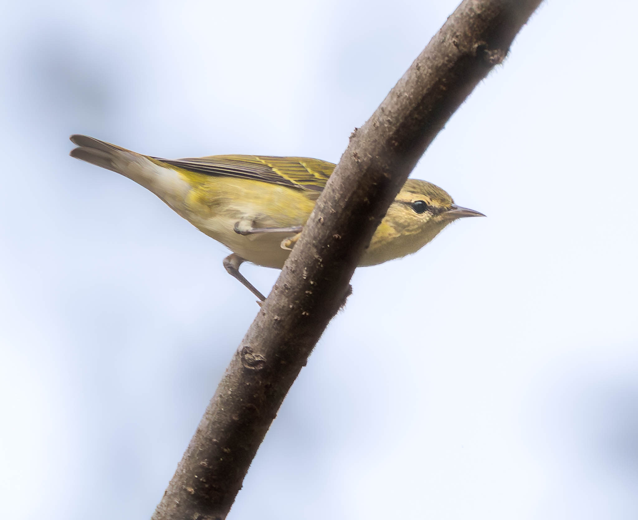 Tennessee Warbler