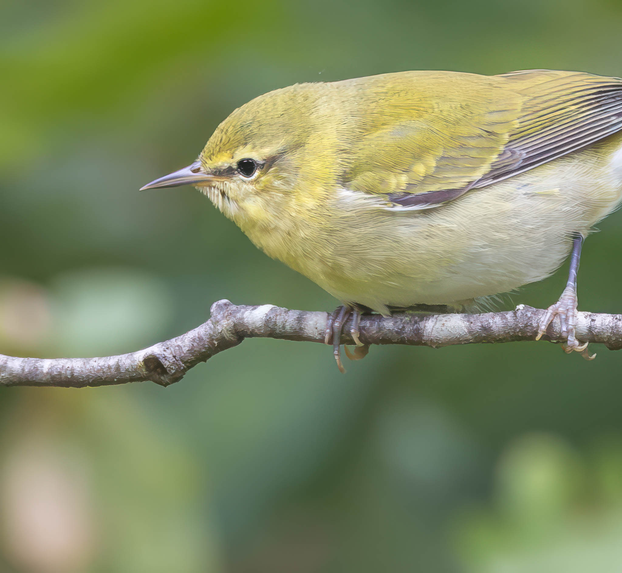 Tennessee Warbler