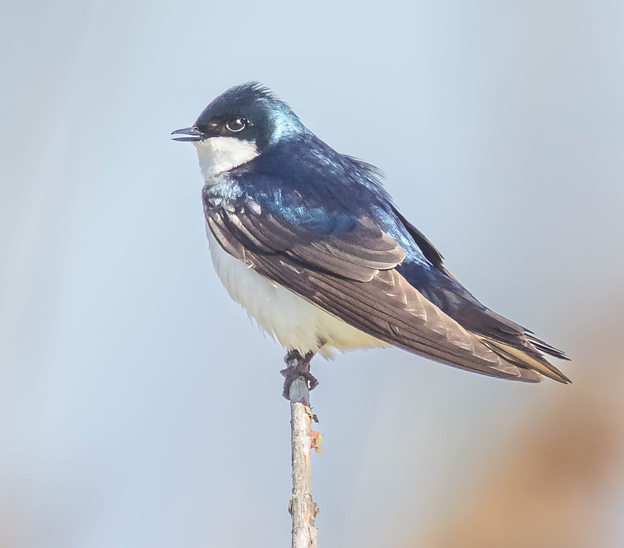 Tree Swallow