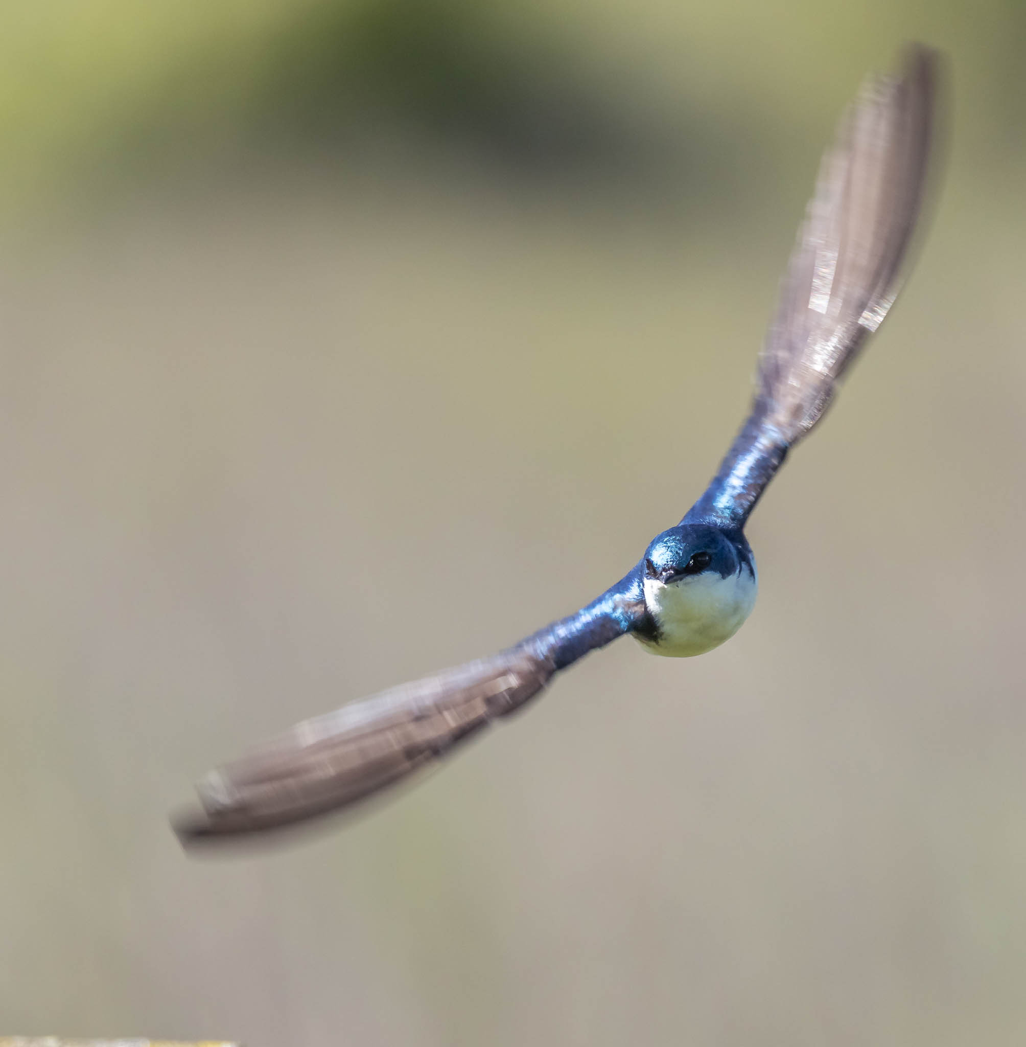 Tree Swallow