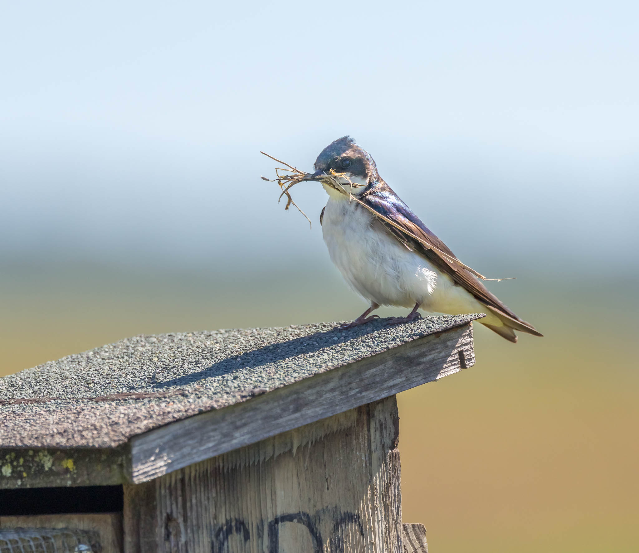 Tree Swallow