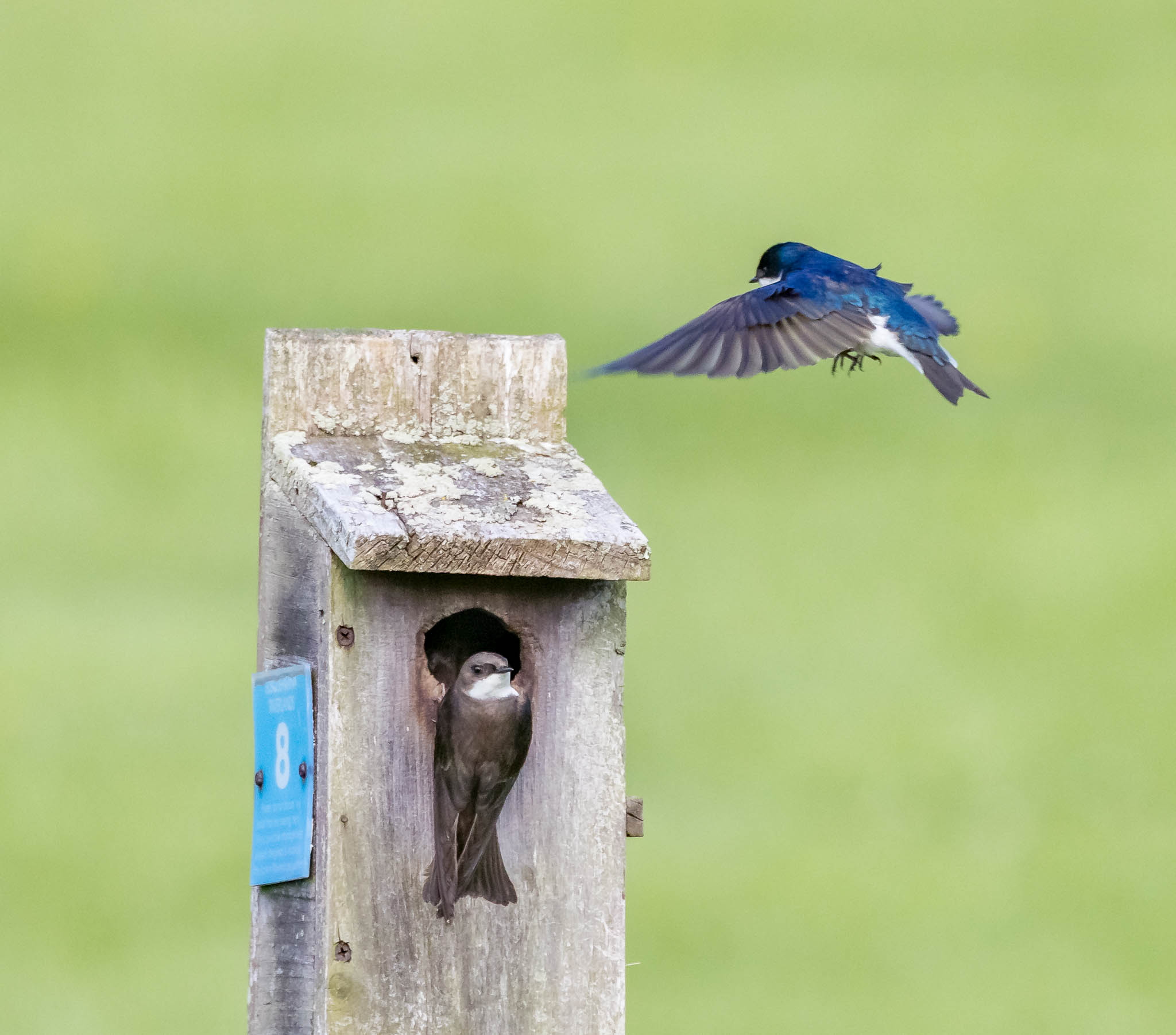 Tree Swallow