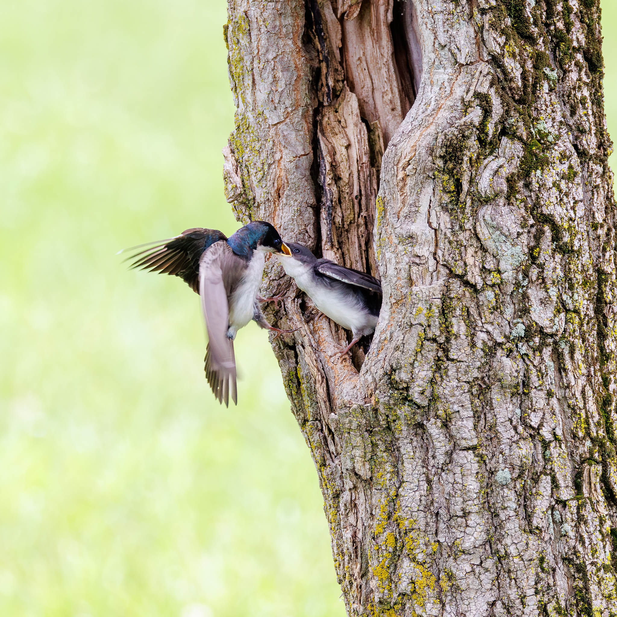 Tree Swallow