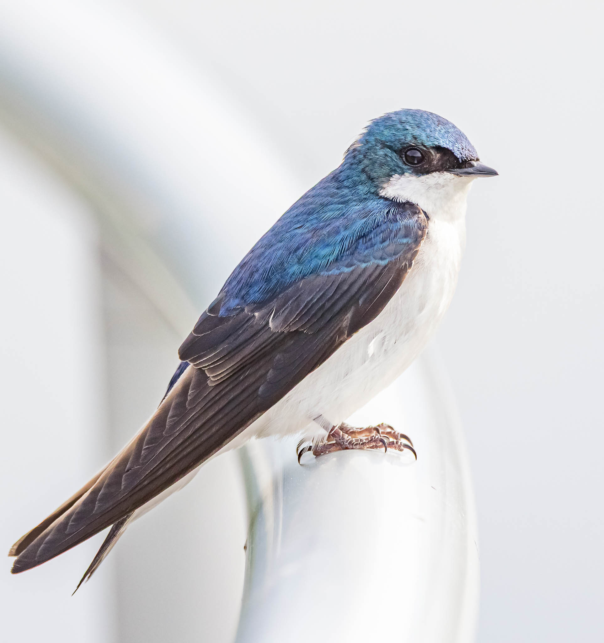 Tree Swallow
