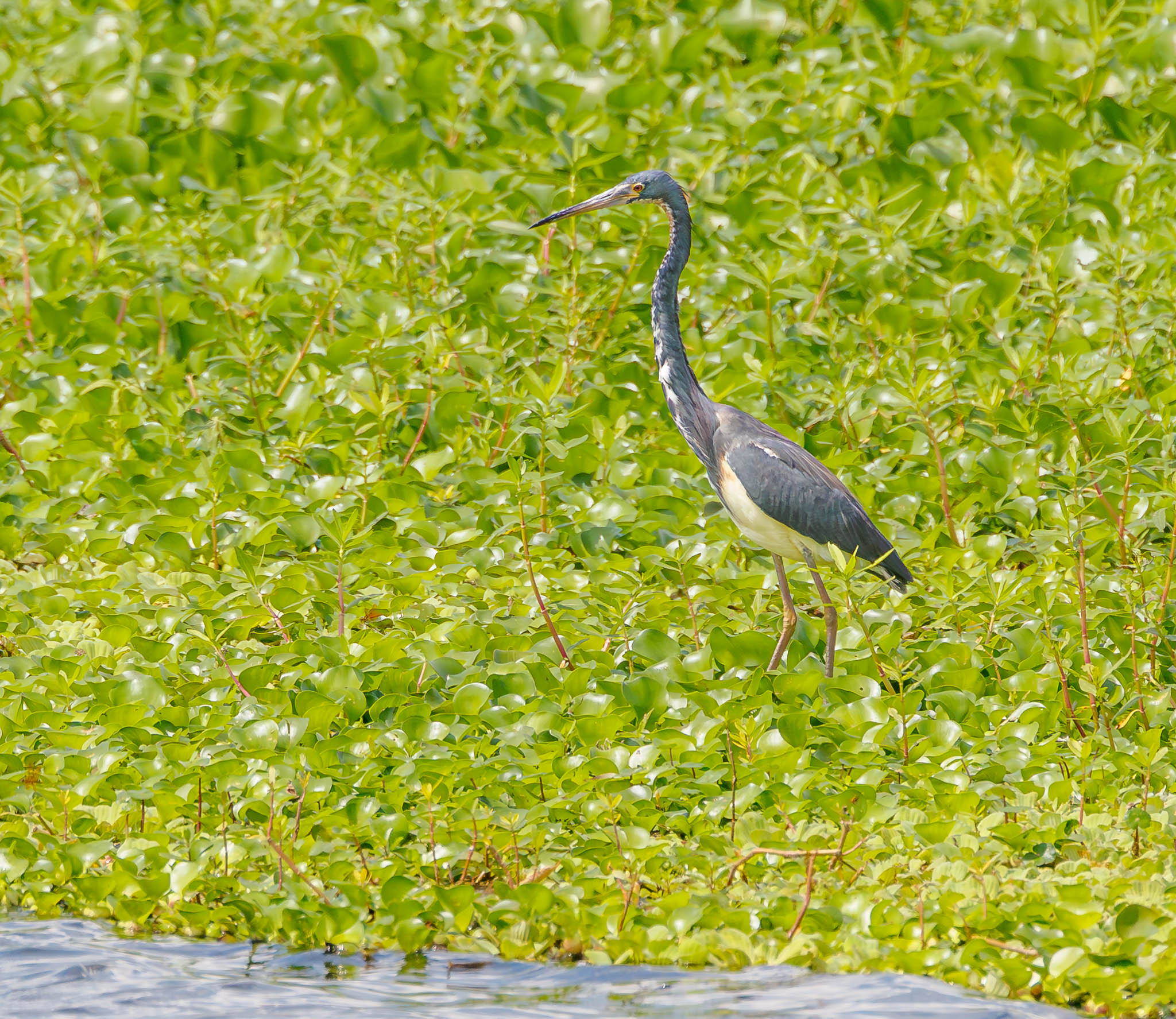Tricolored Heron