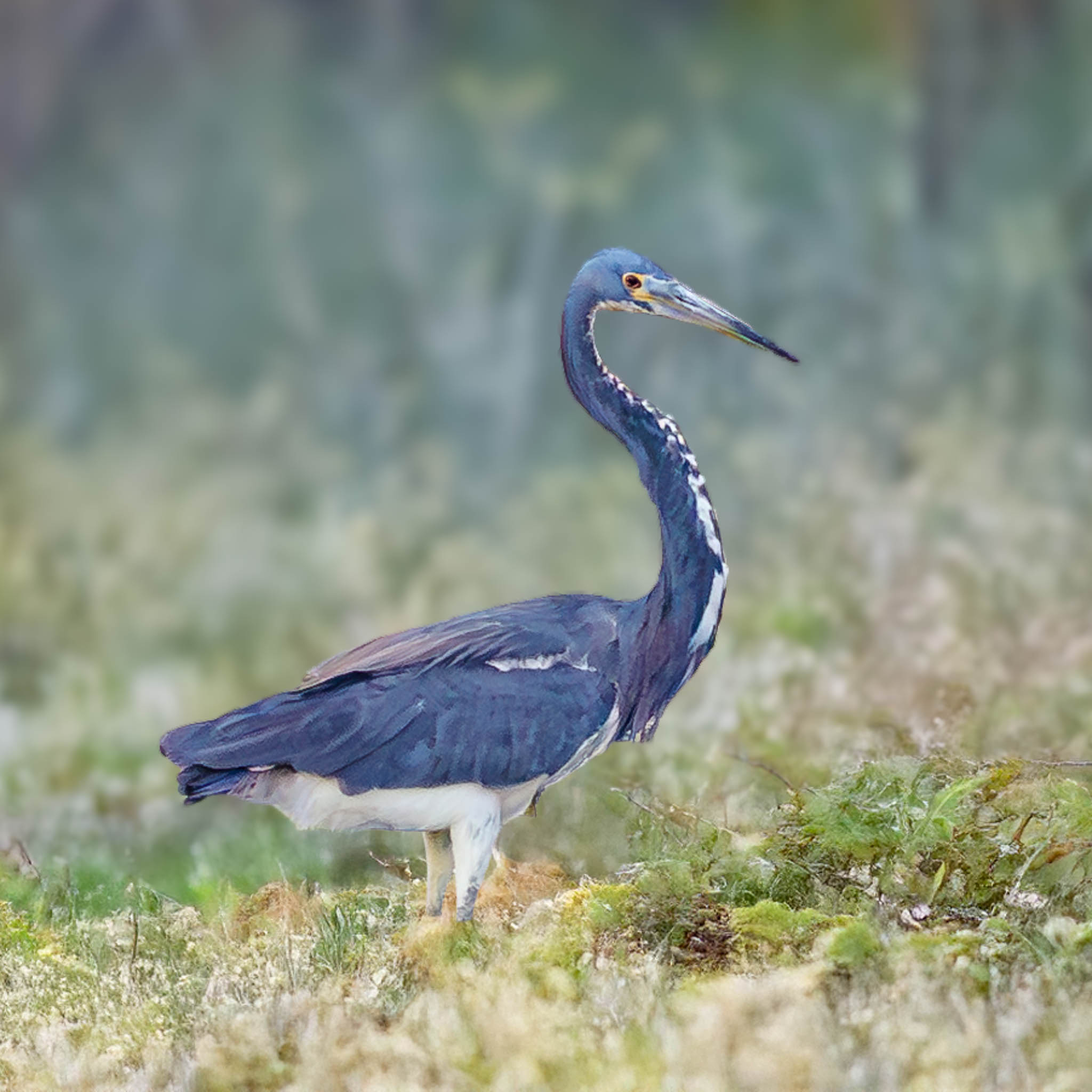Tricolored Heron