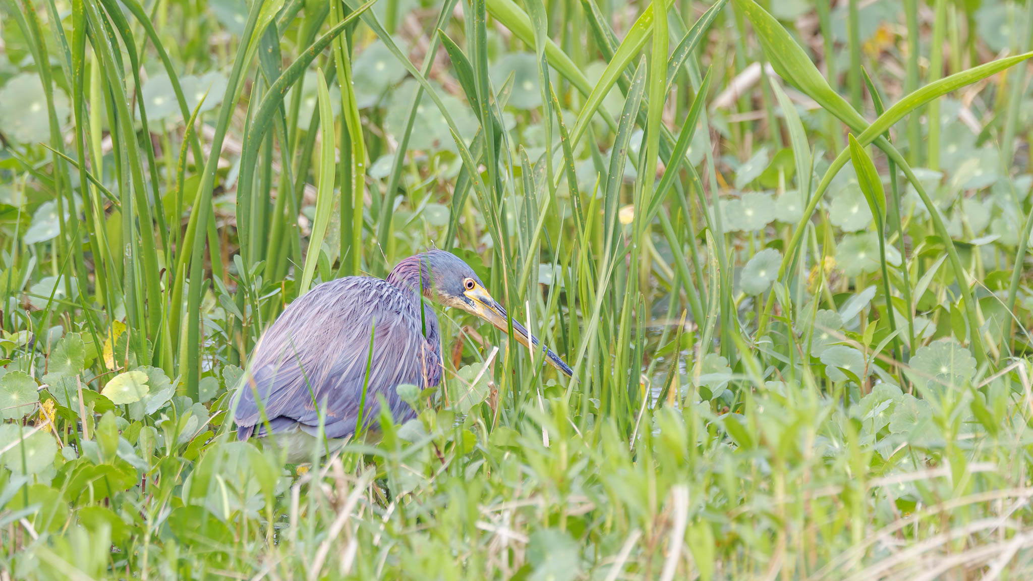 Tricolored Heron
