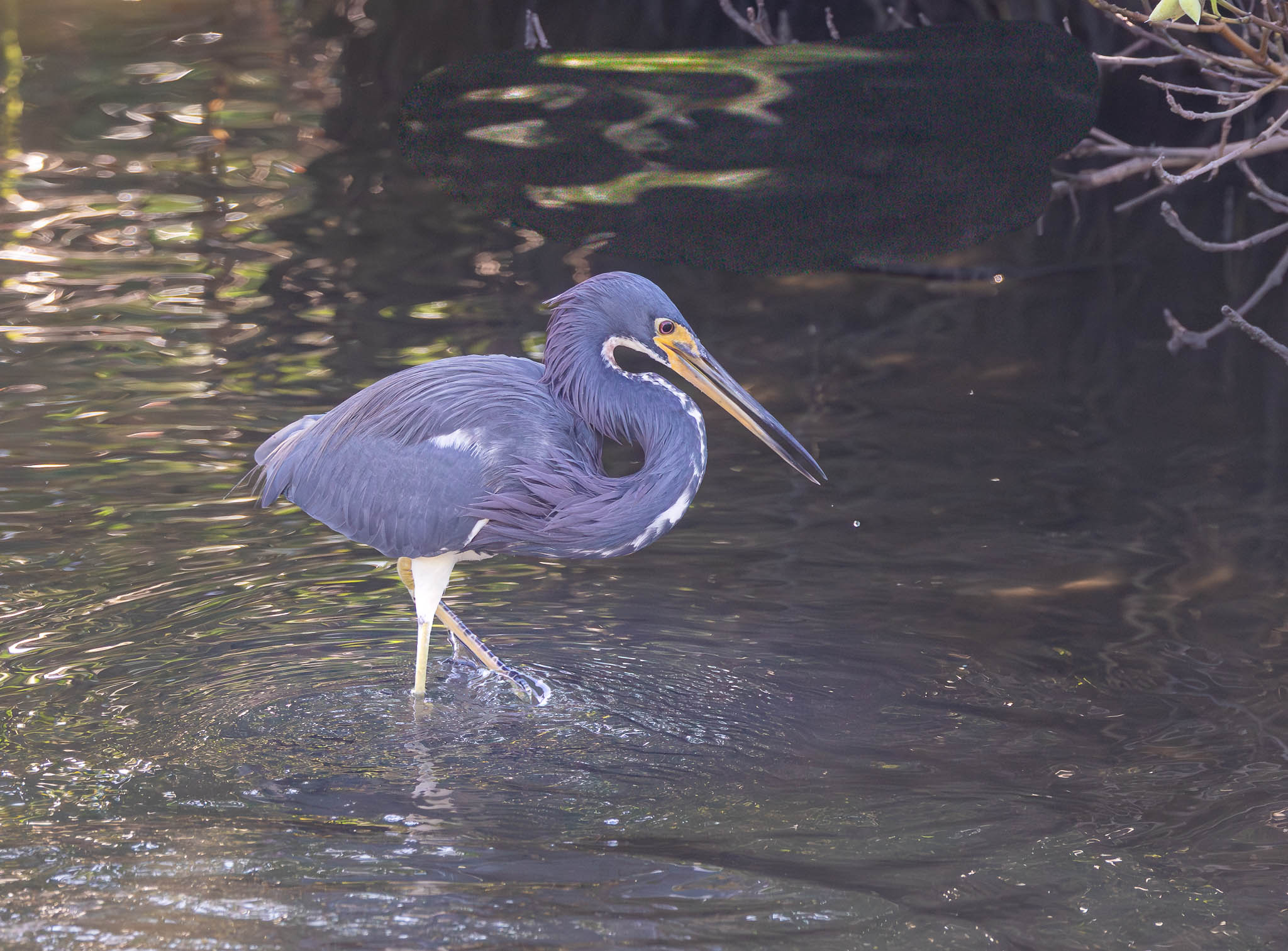 Tricolored Heron