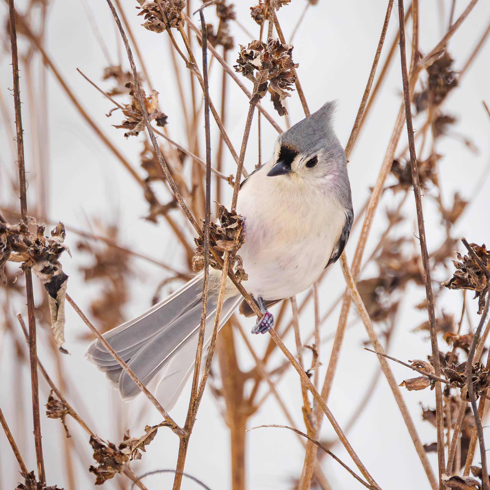 Tufted Titmouse