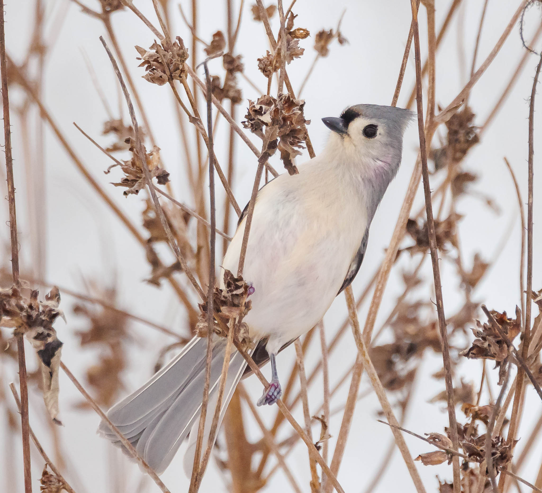 Tufted Titmouse