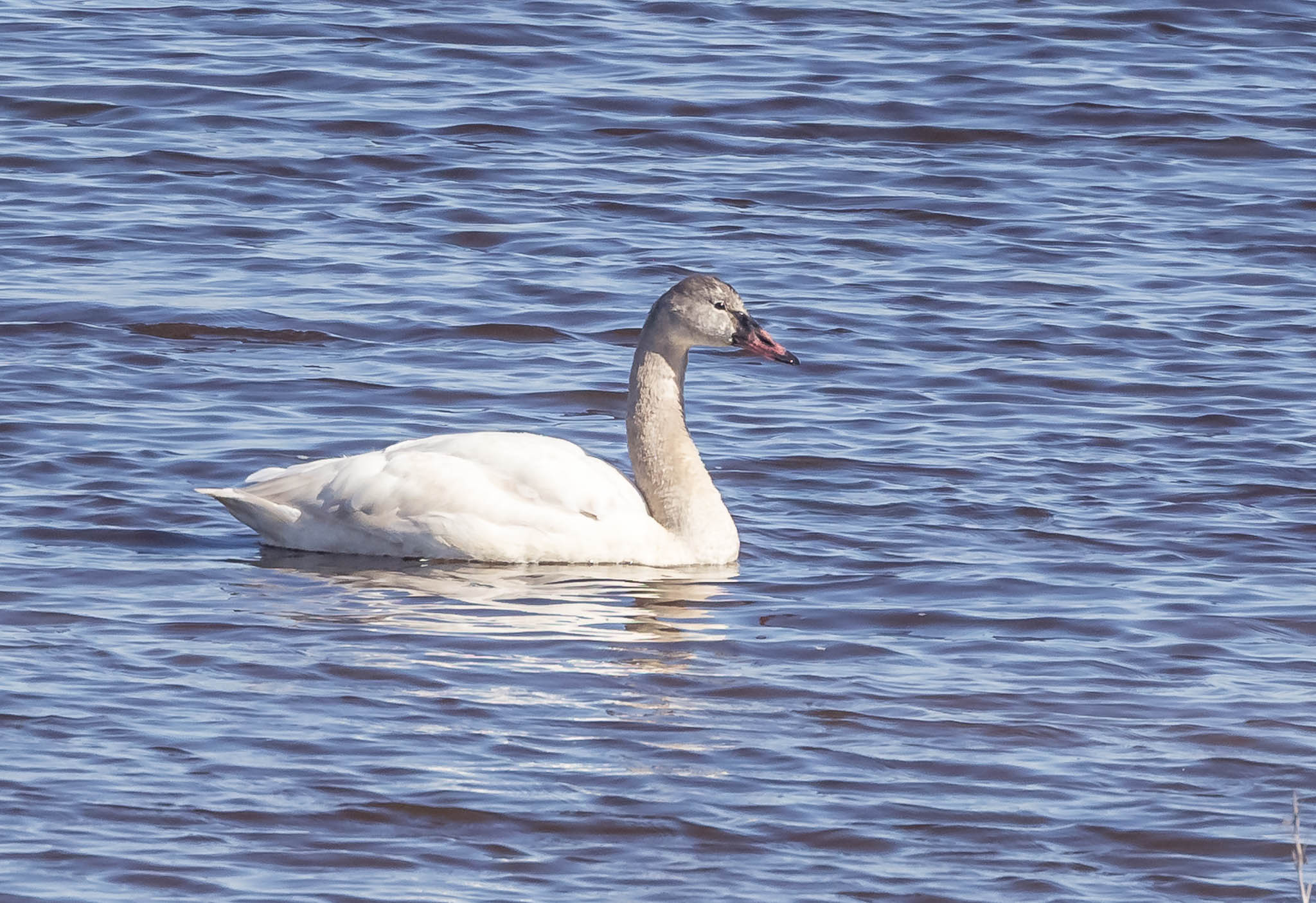 Tundra Swan