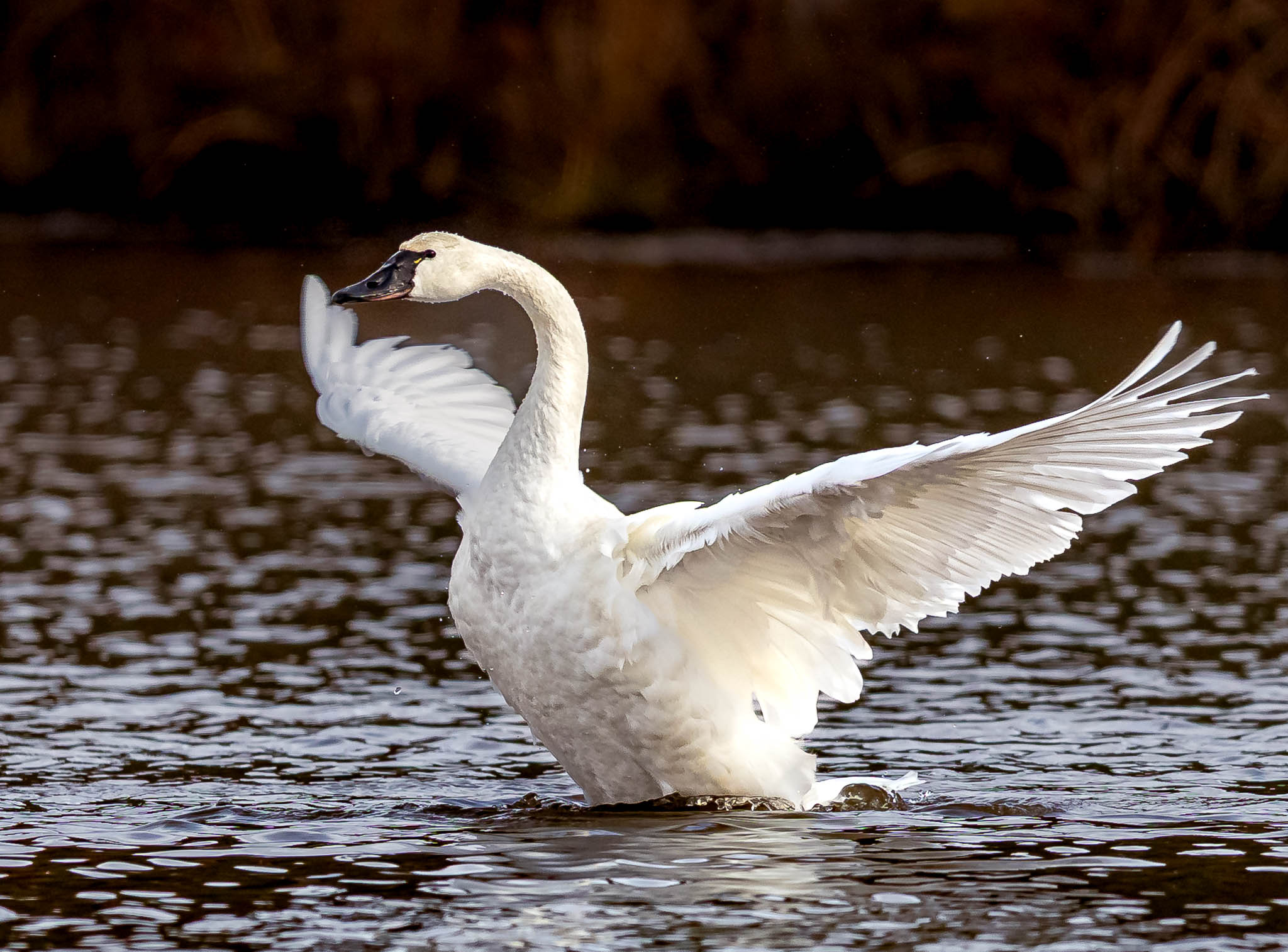 Tundra Swan