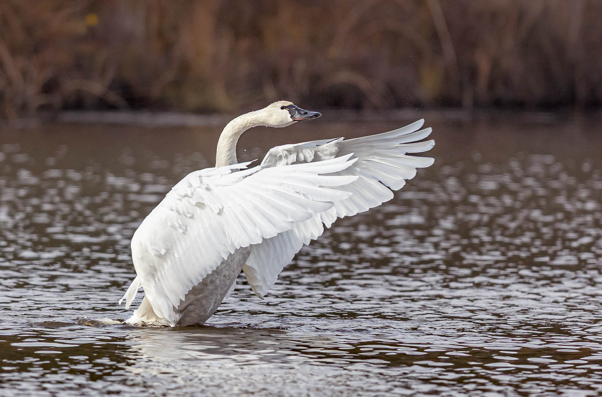 Tundra Swan