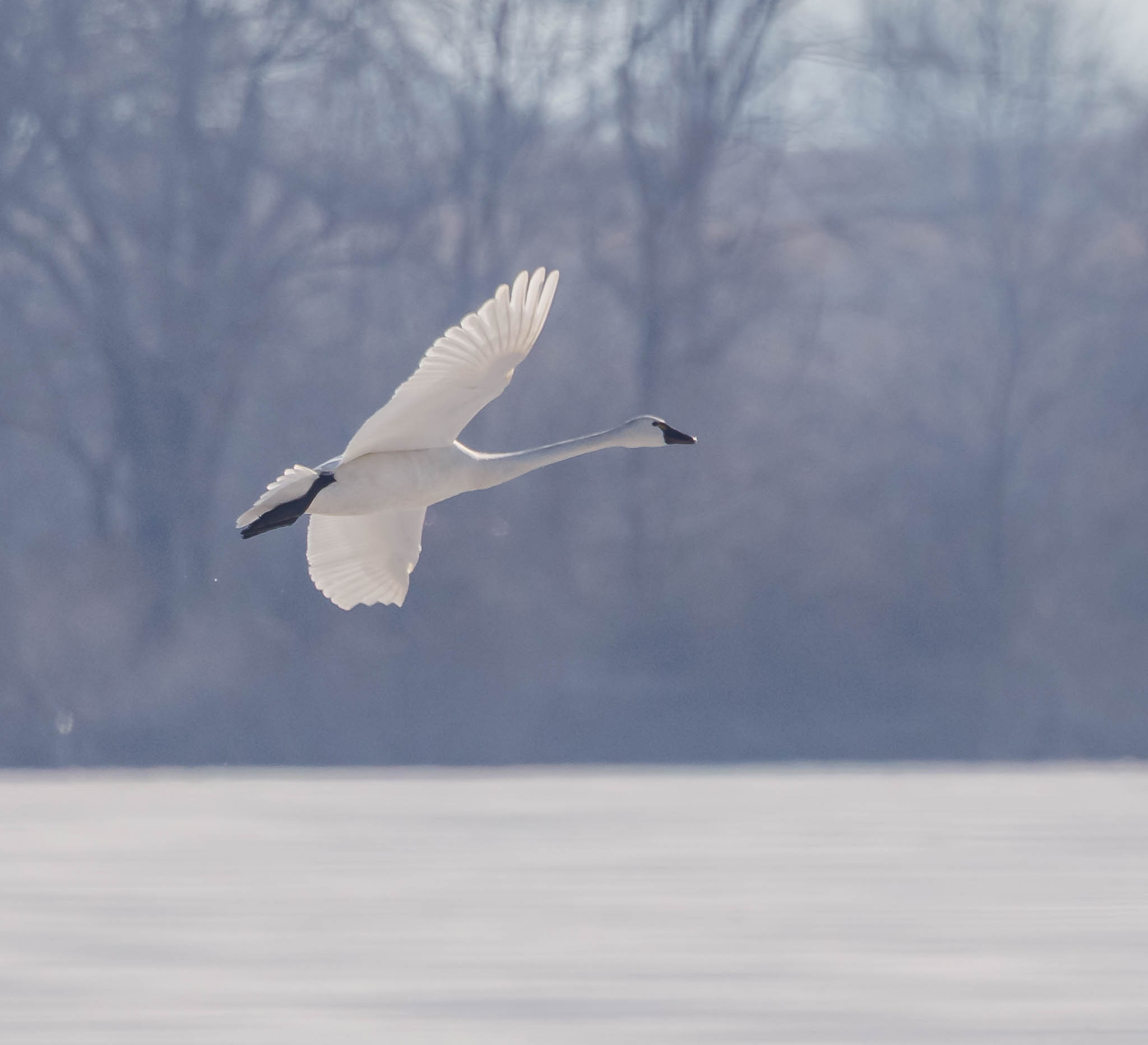 Tundra Swan