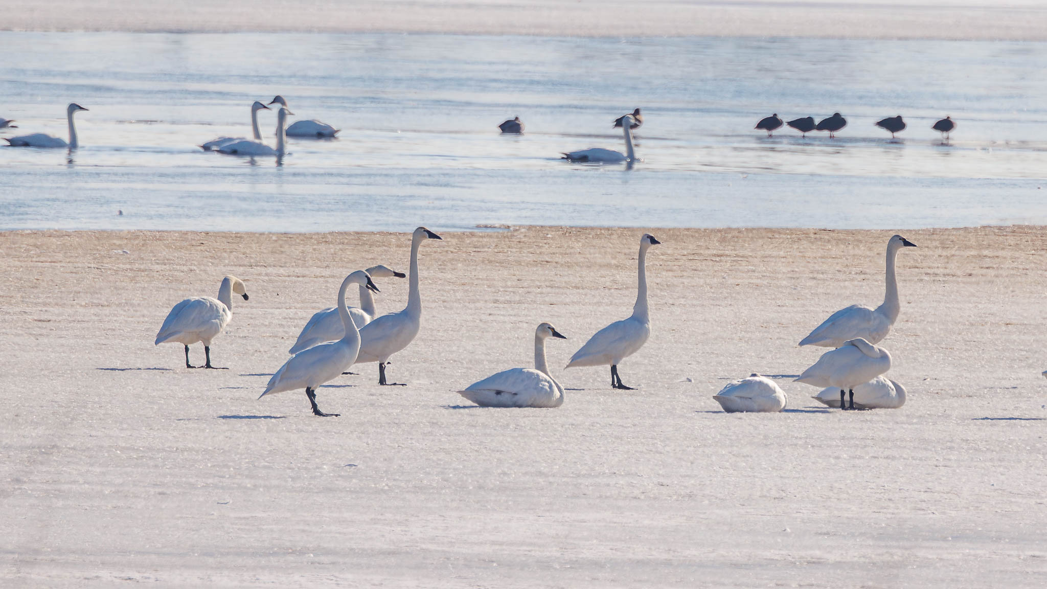 Tundra Swan