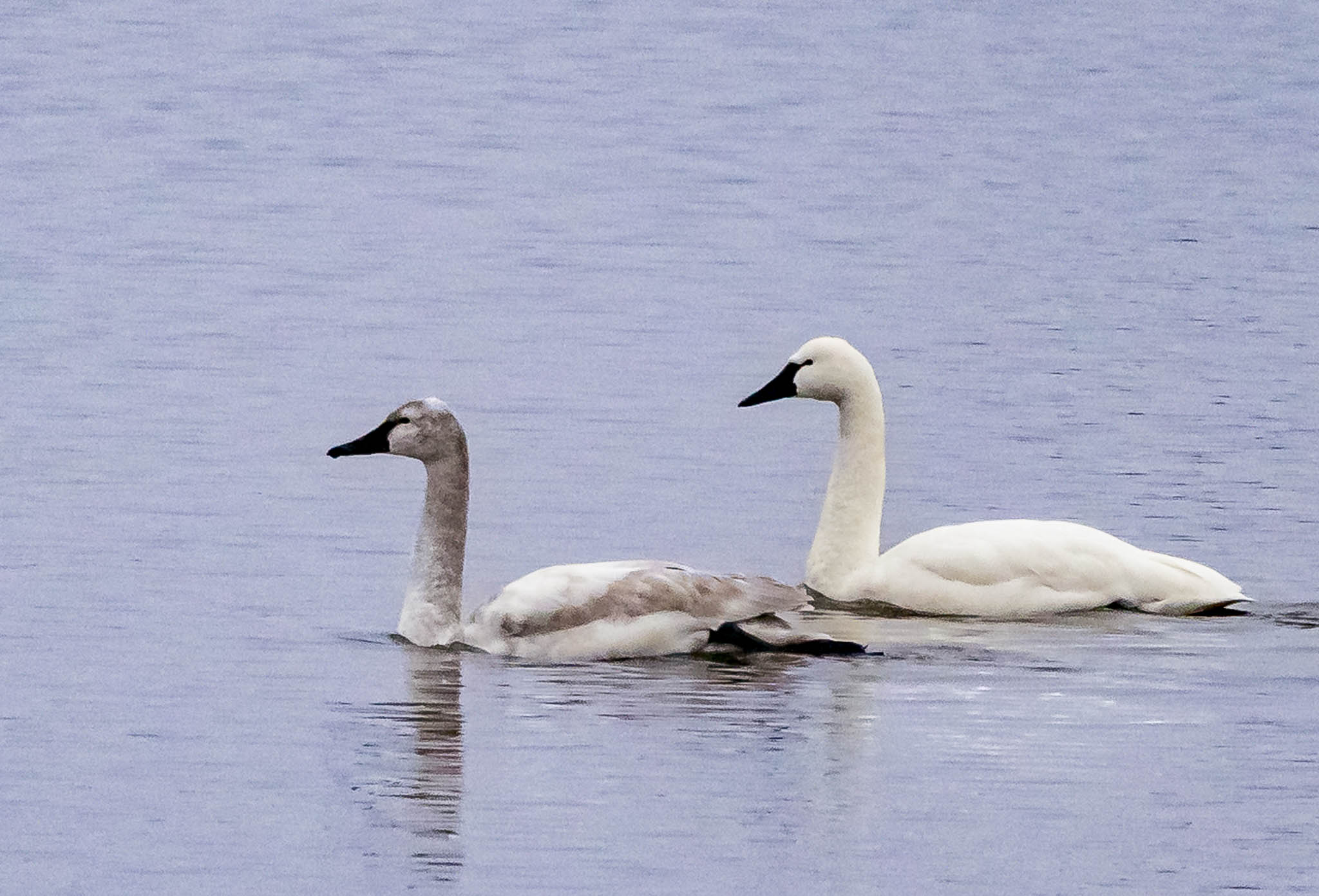 Tundra Swan