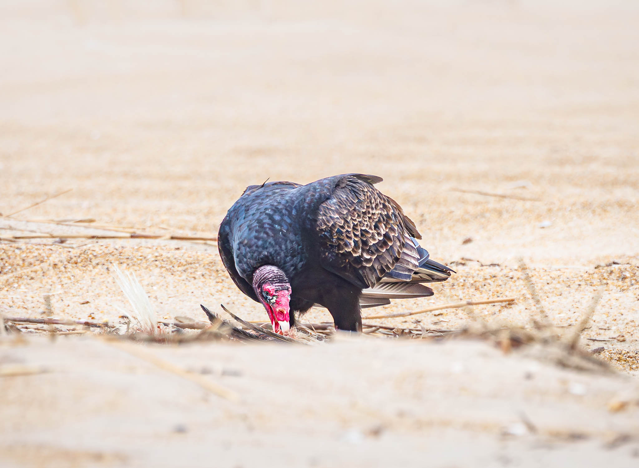 Turkey Vulture