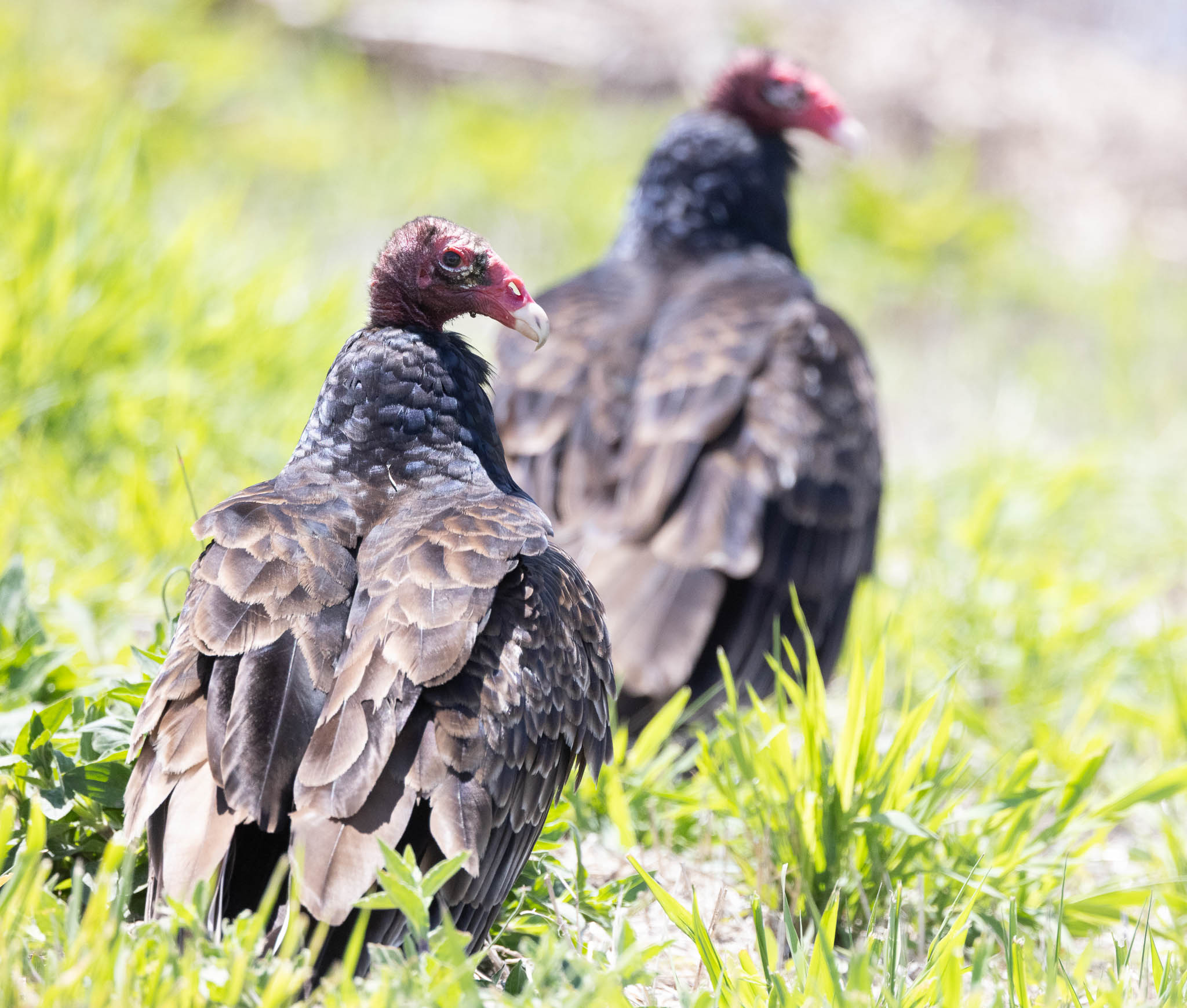 Turkey Vulture