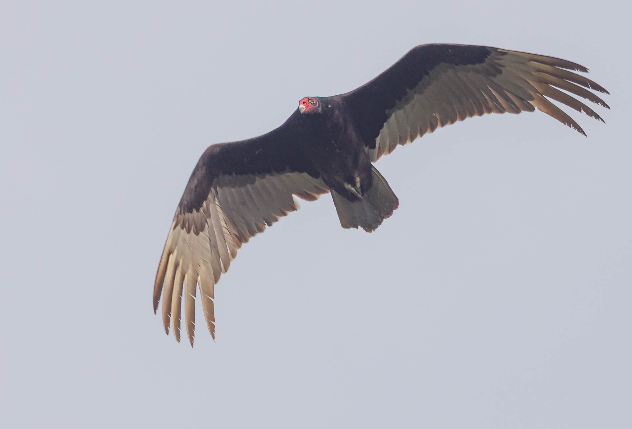Turkey Vulture