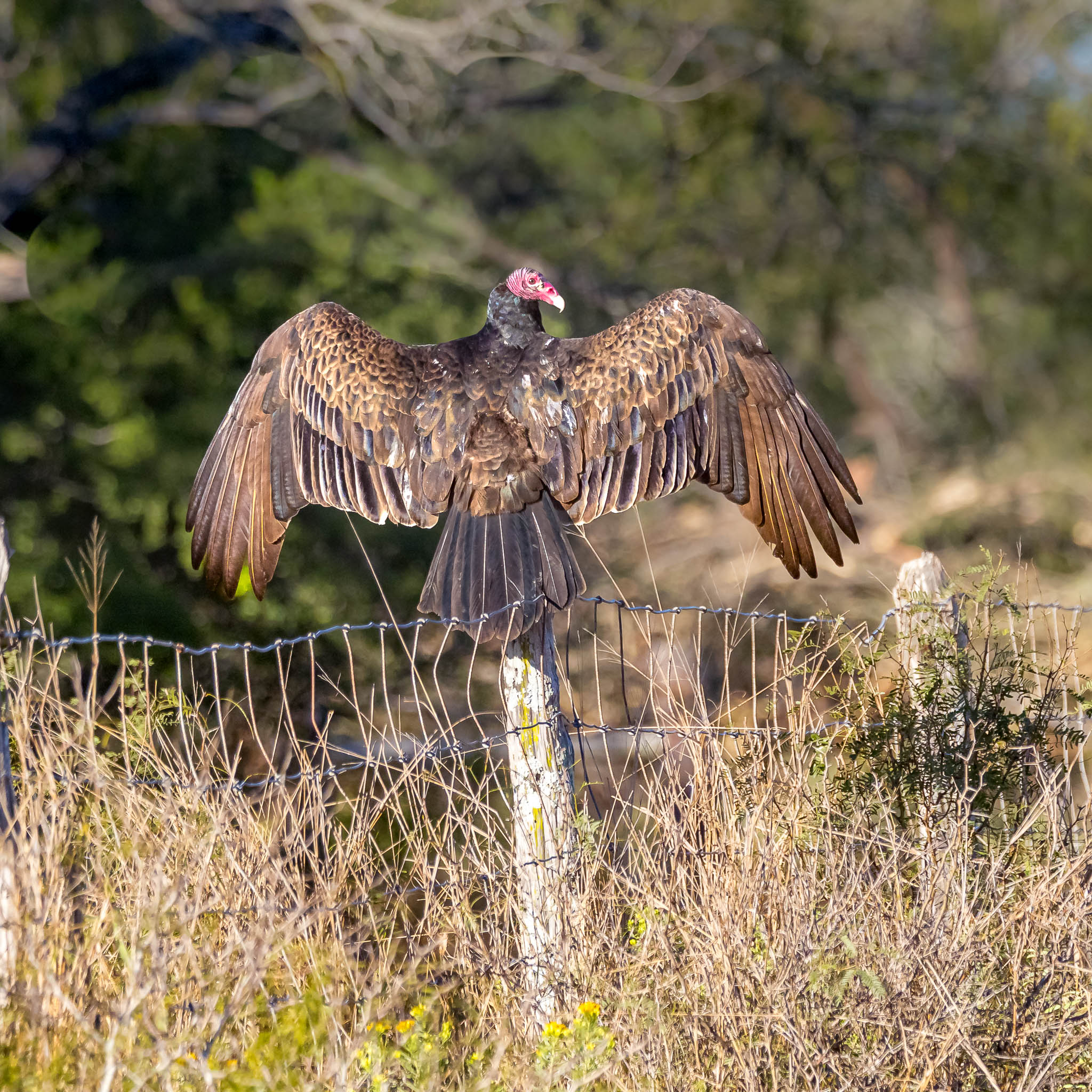 Turkey Vulture