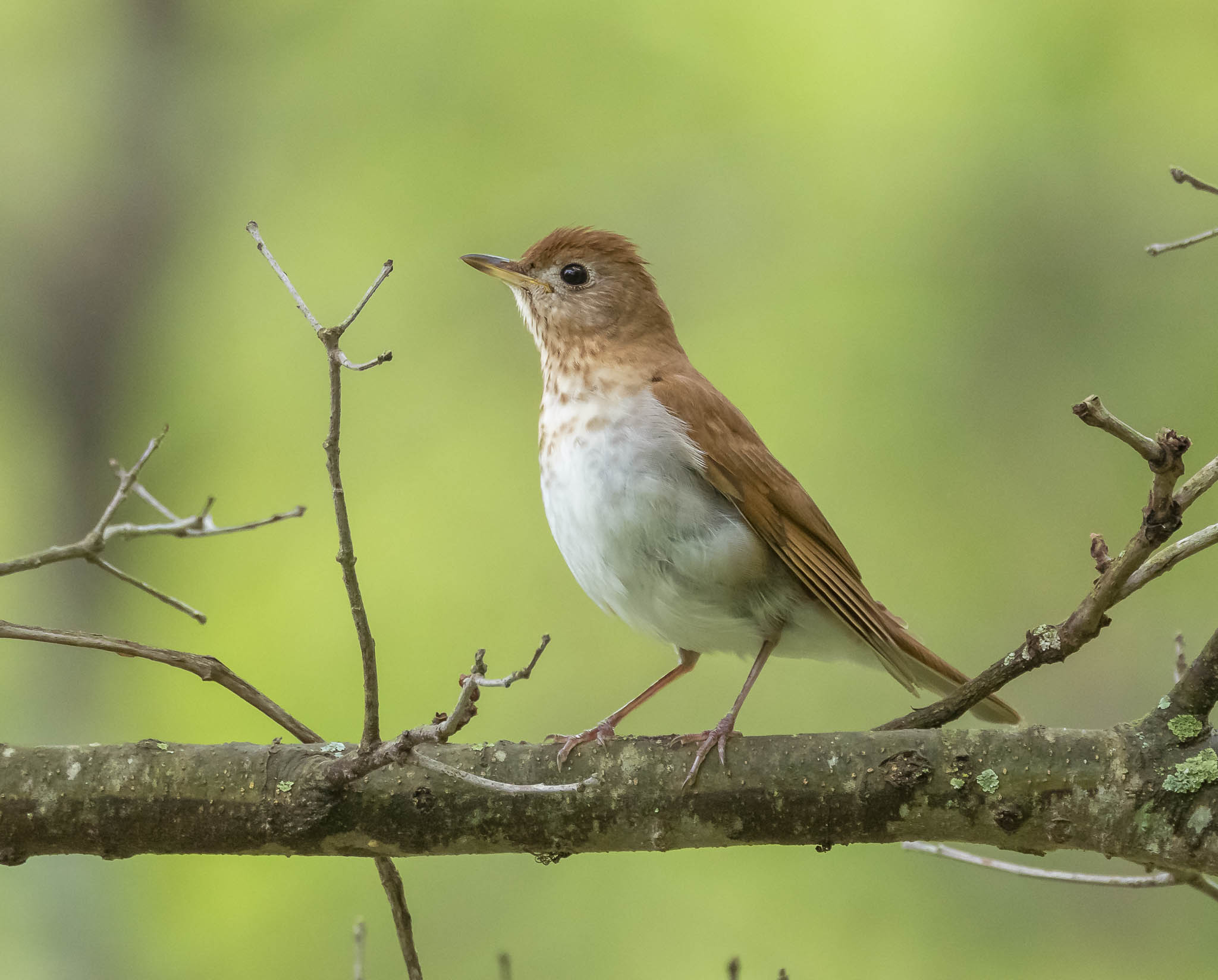 Veery