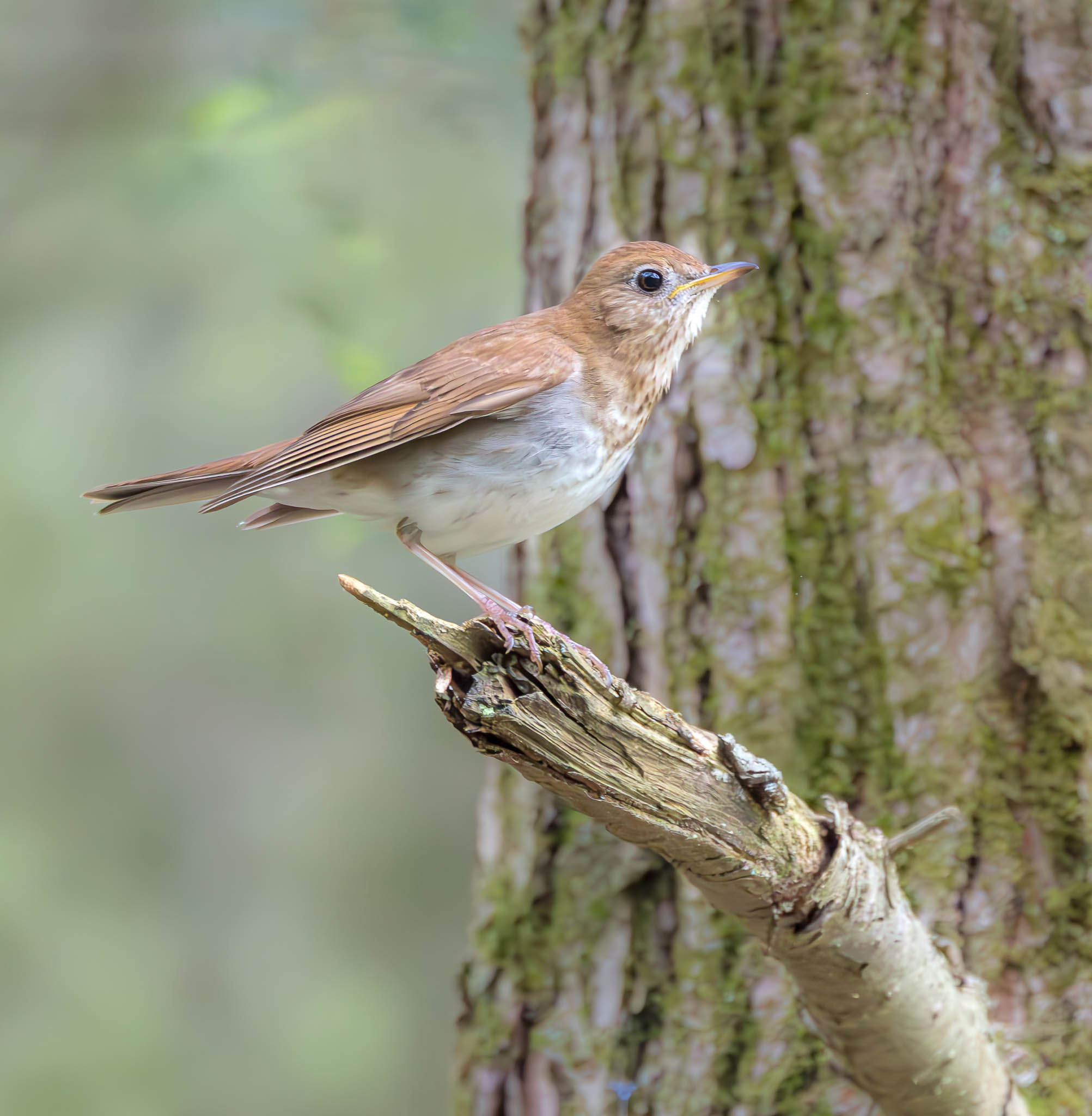 Veery
