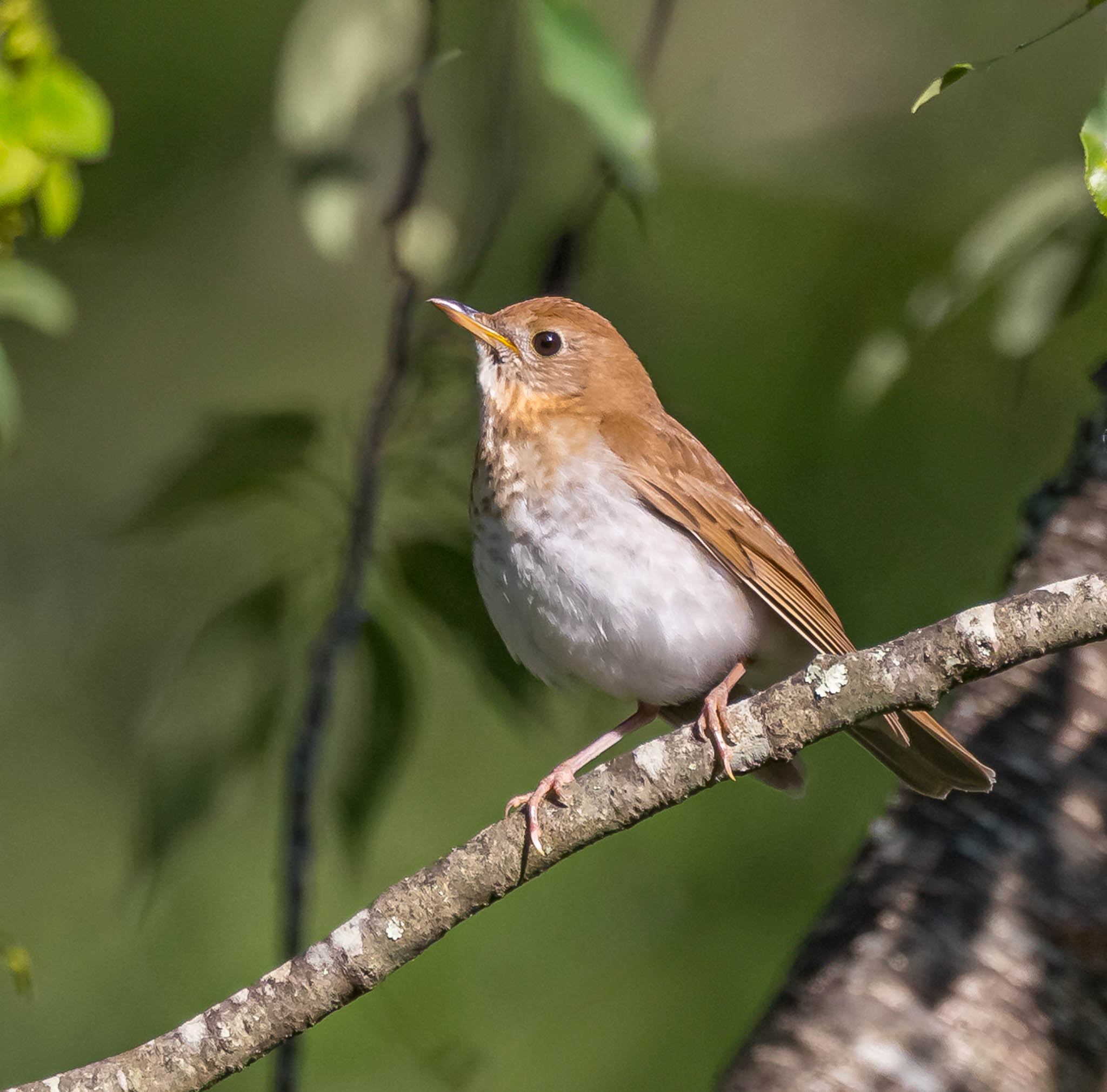 Veery