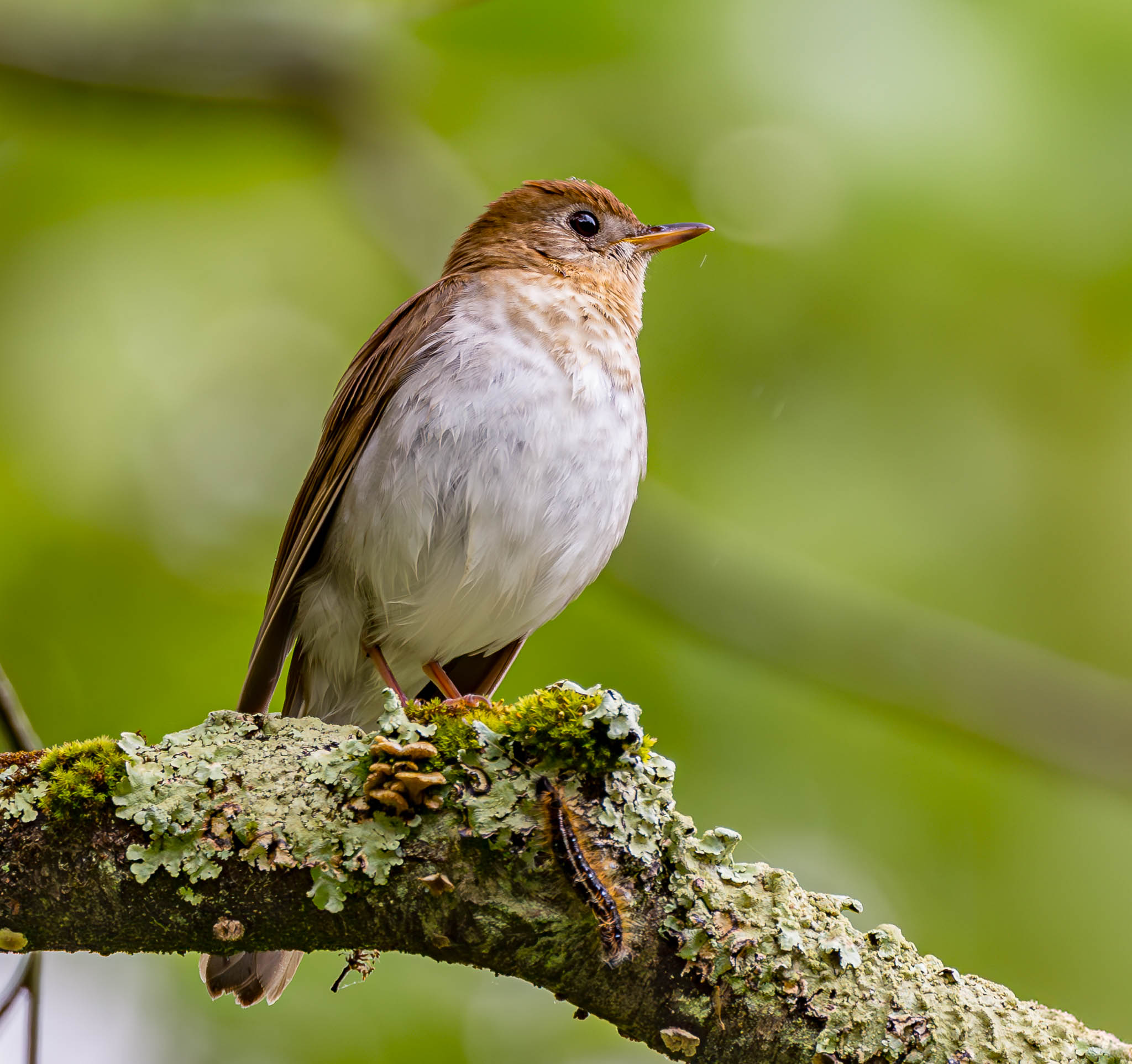 Veery