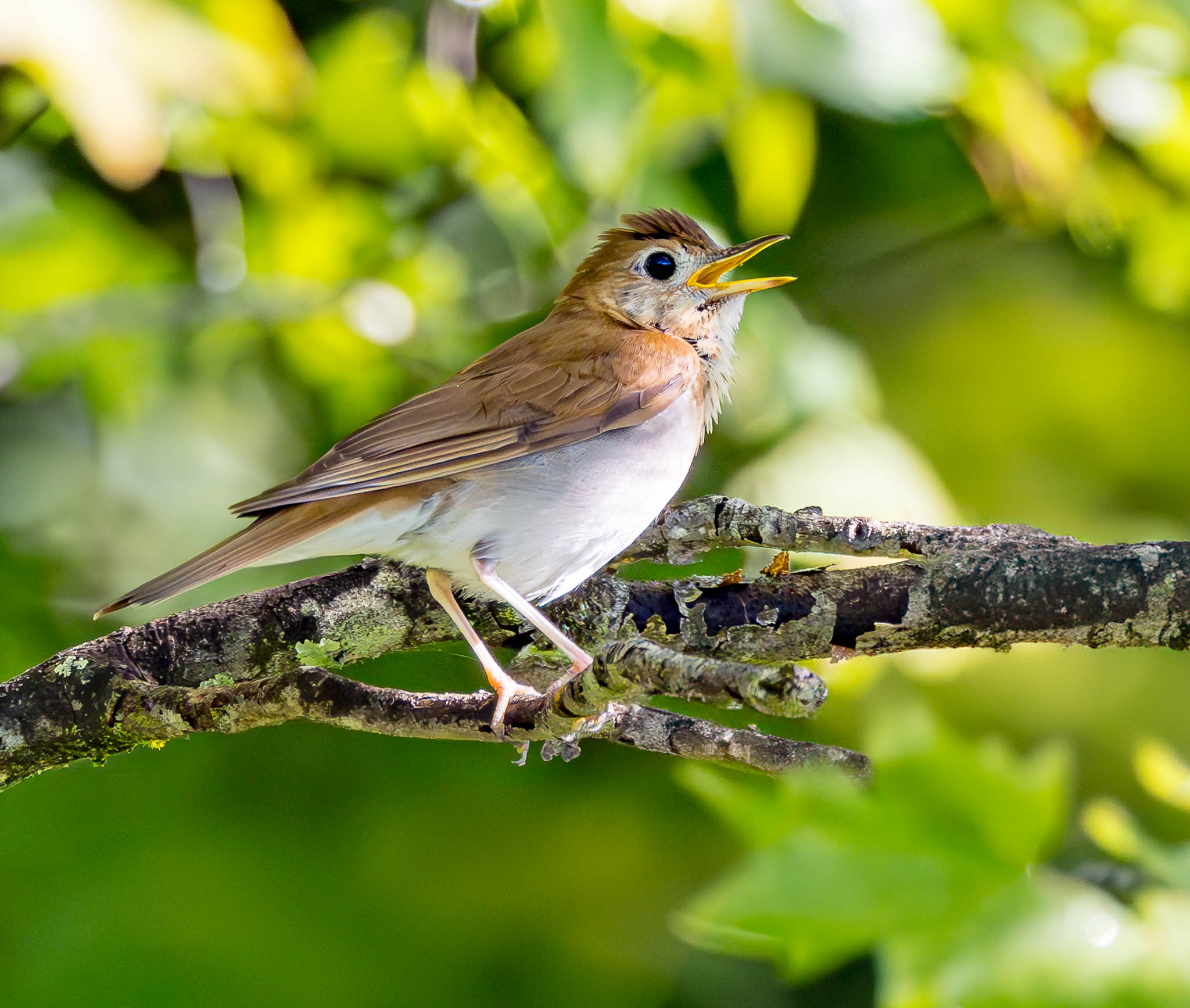 Veery