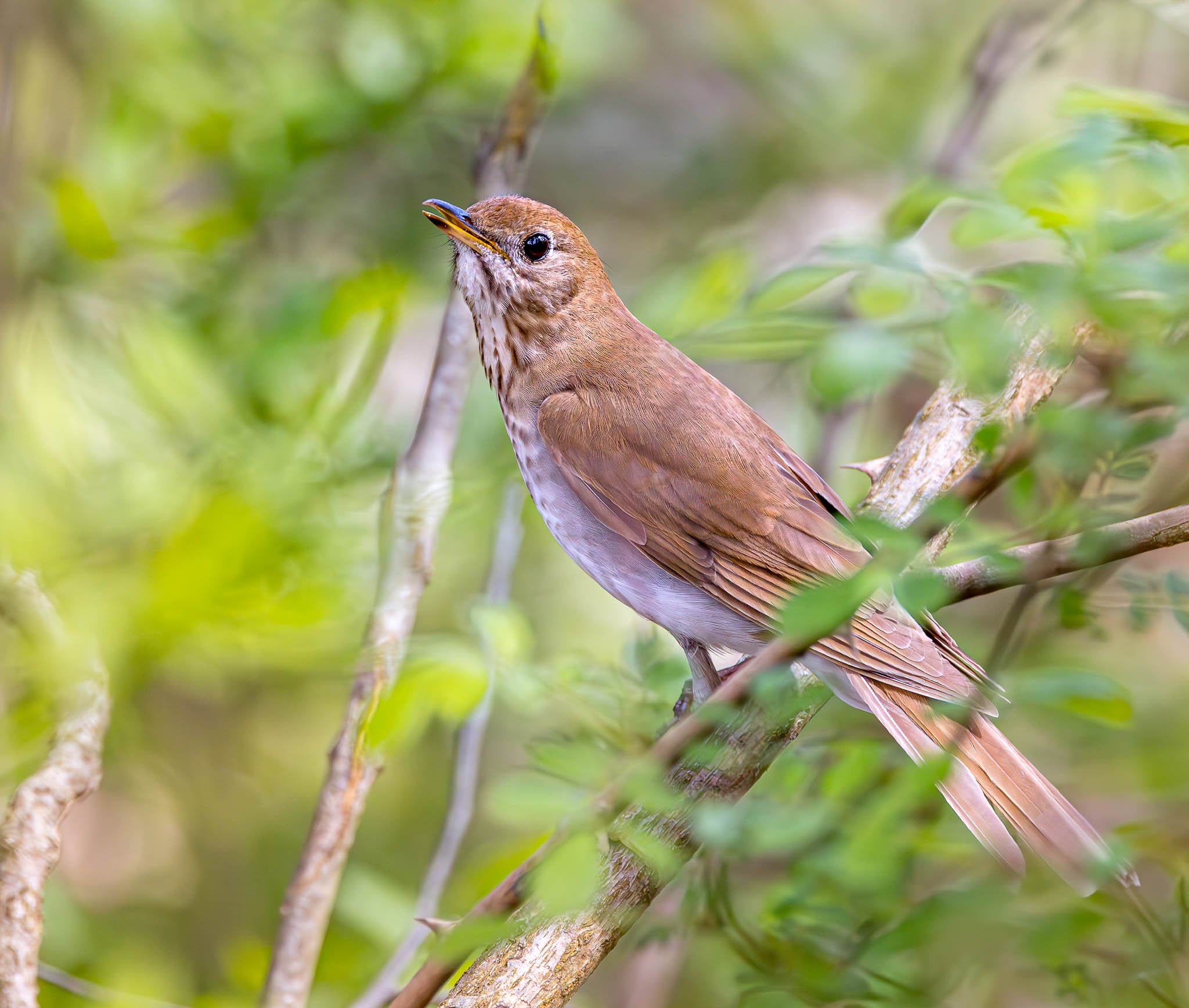 Veery