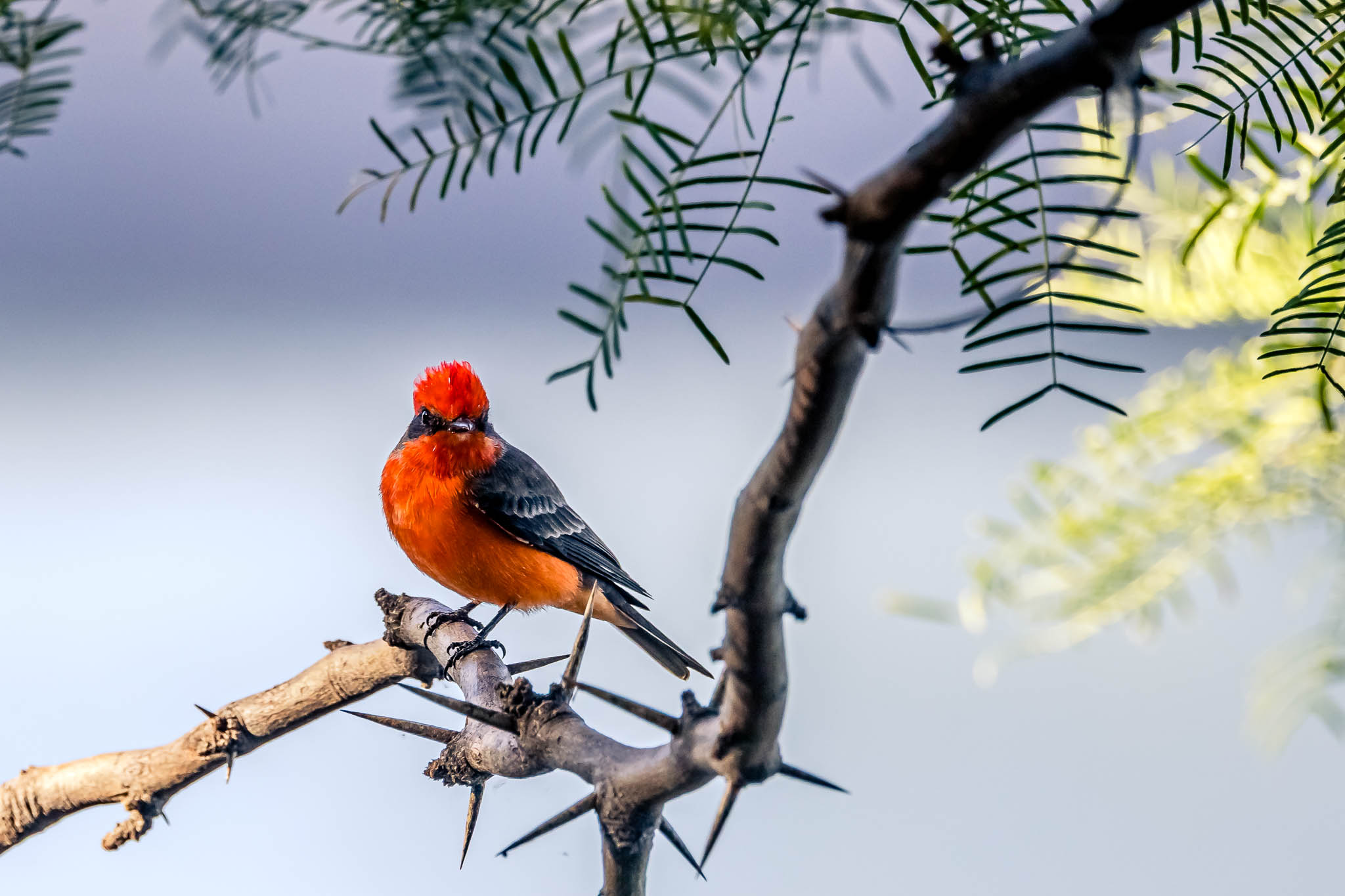 Vermilion Flycatcher