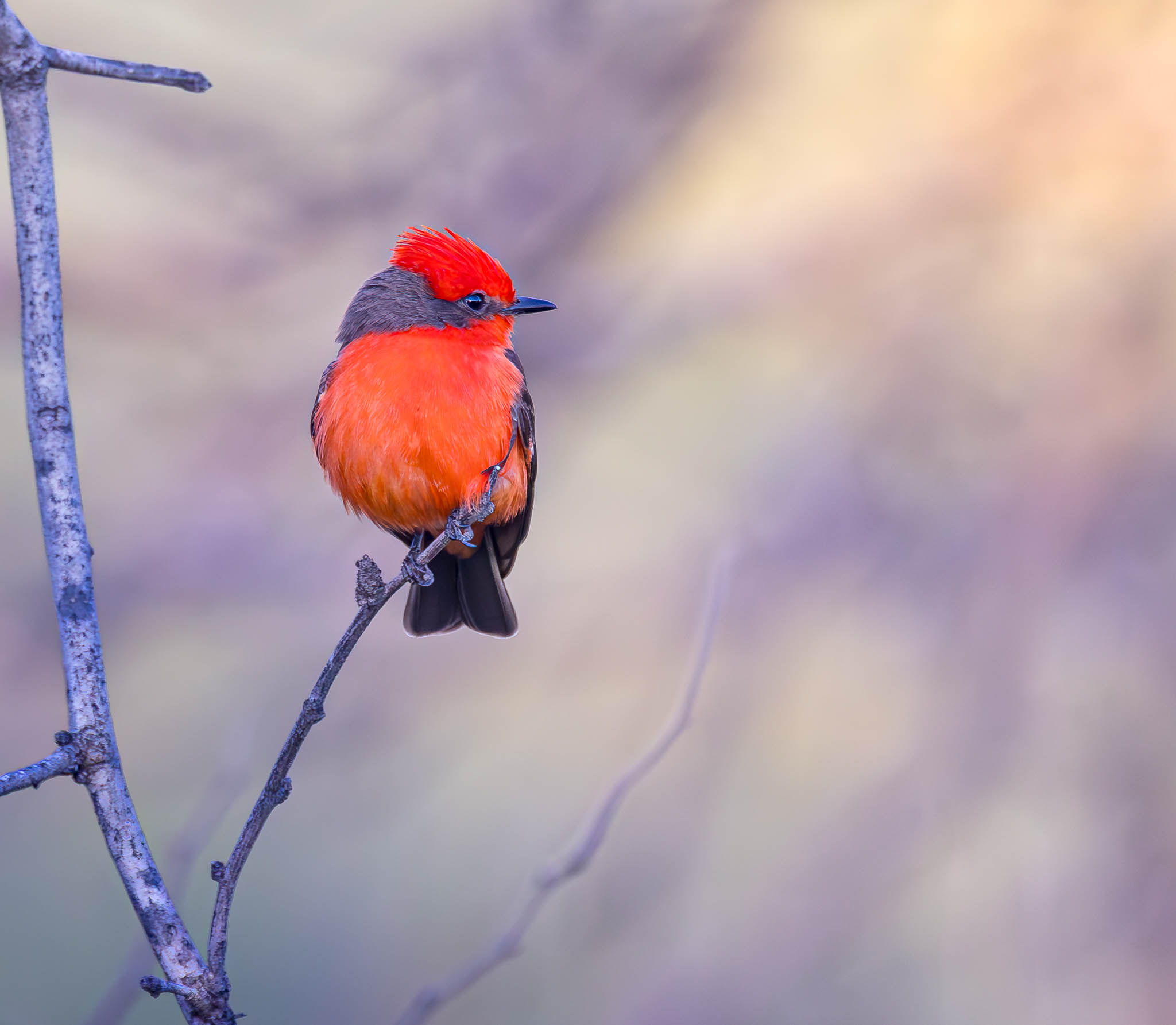 Vermilion Flycatcher