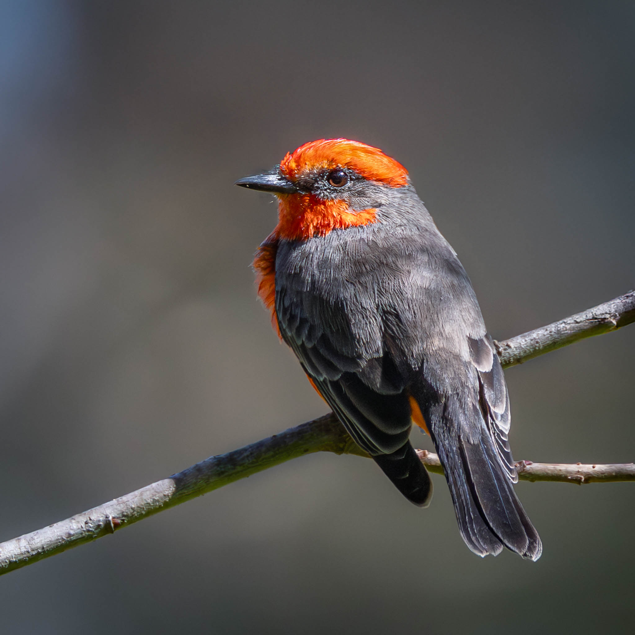 Vermilion Flycatcher