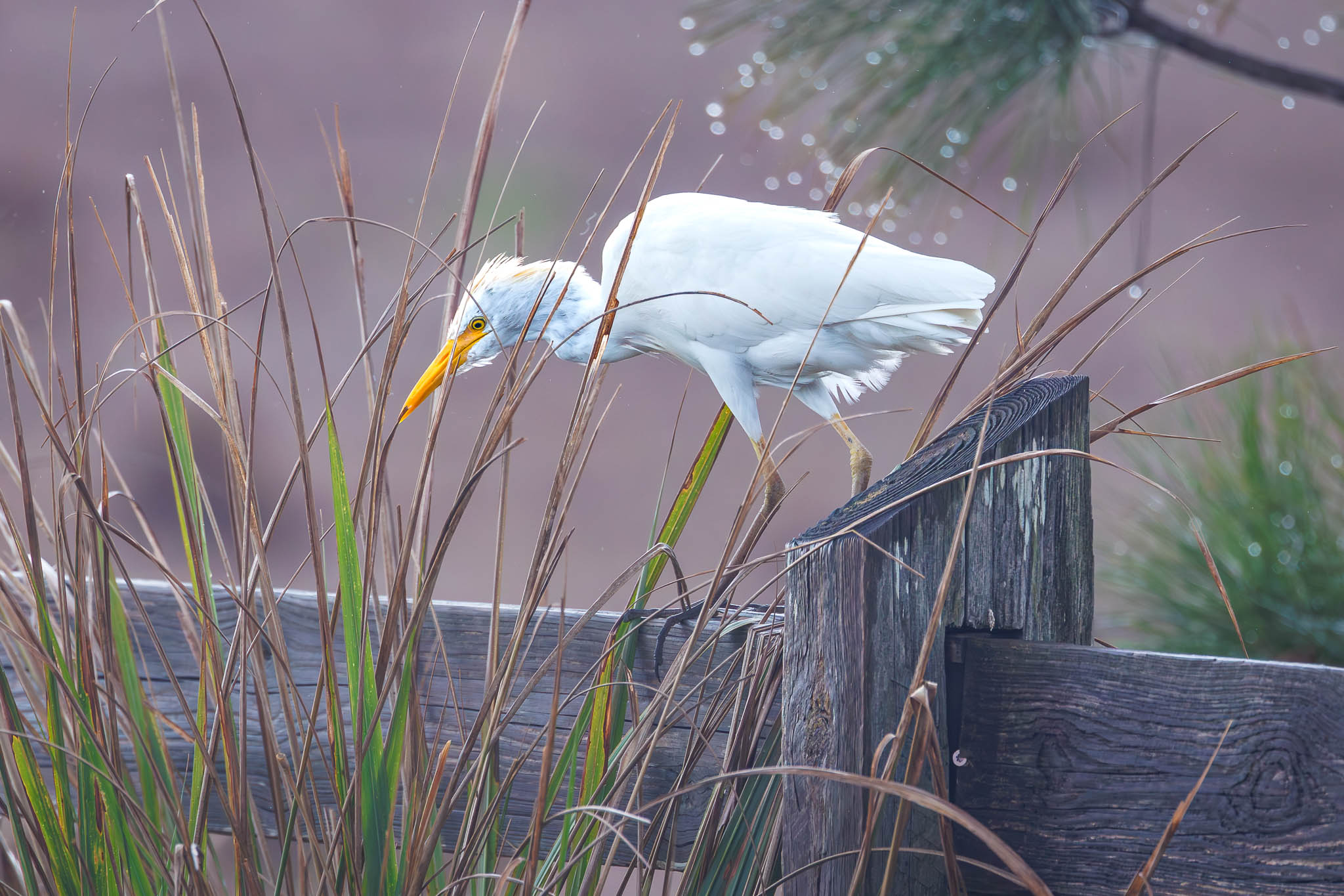 Western Cattle Egret