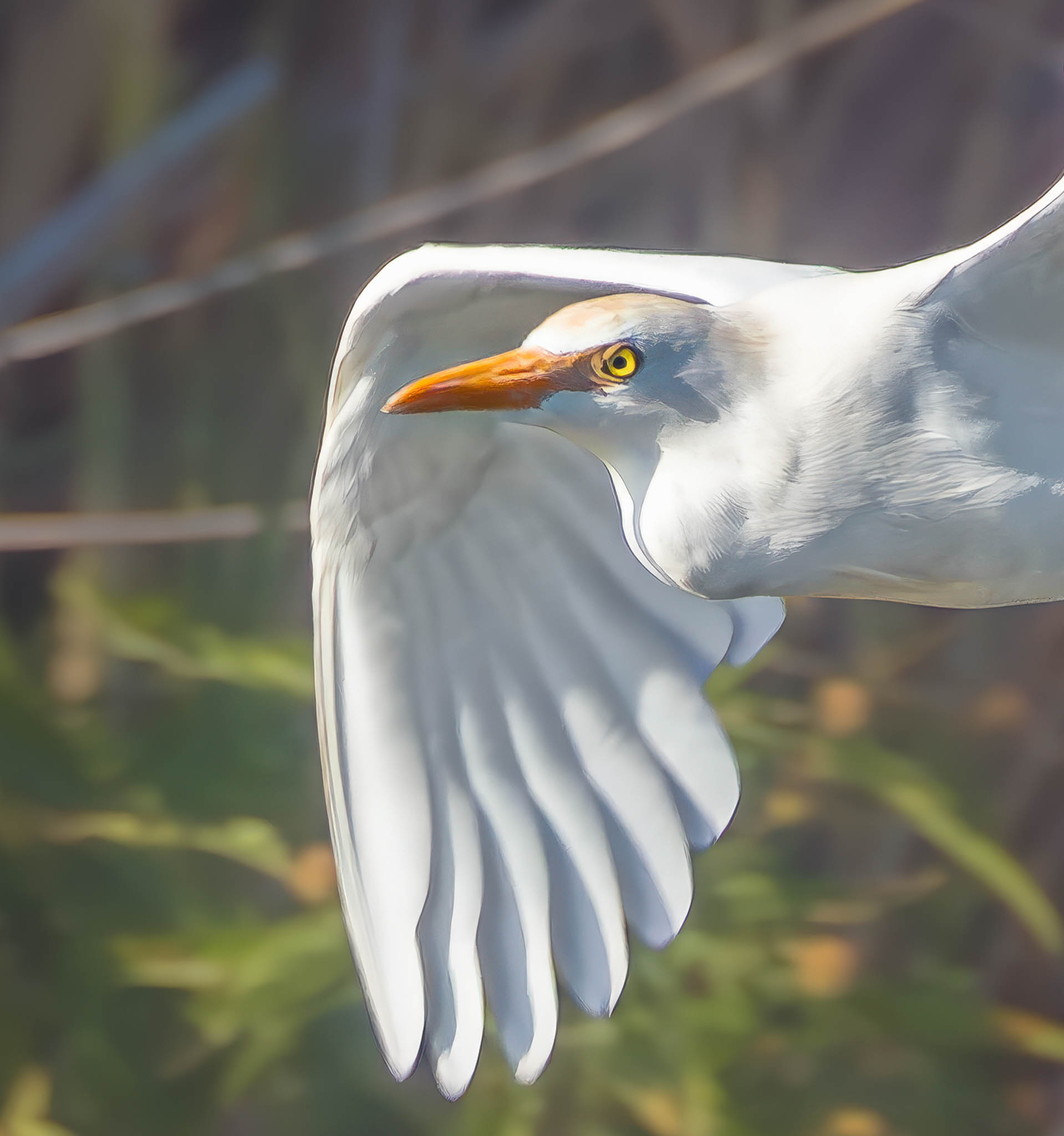 Western Cattle Egret