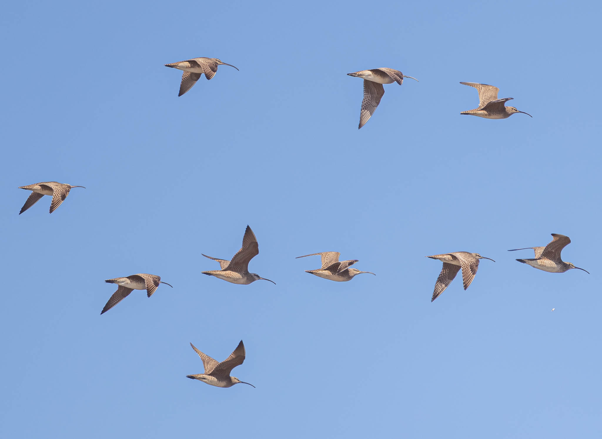 Whimbrel