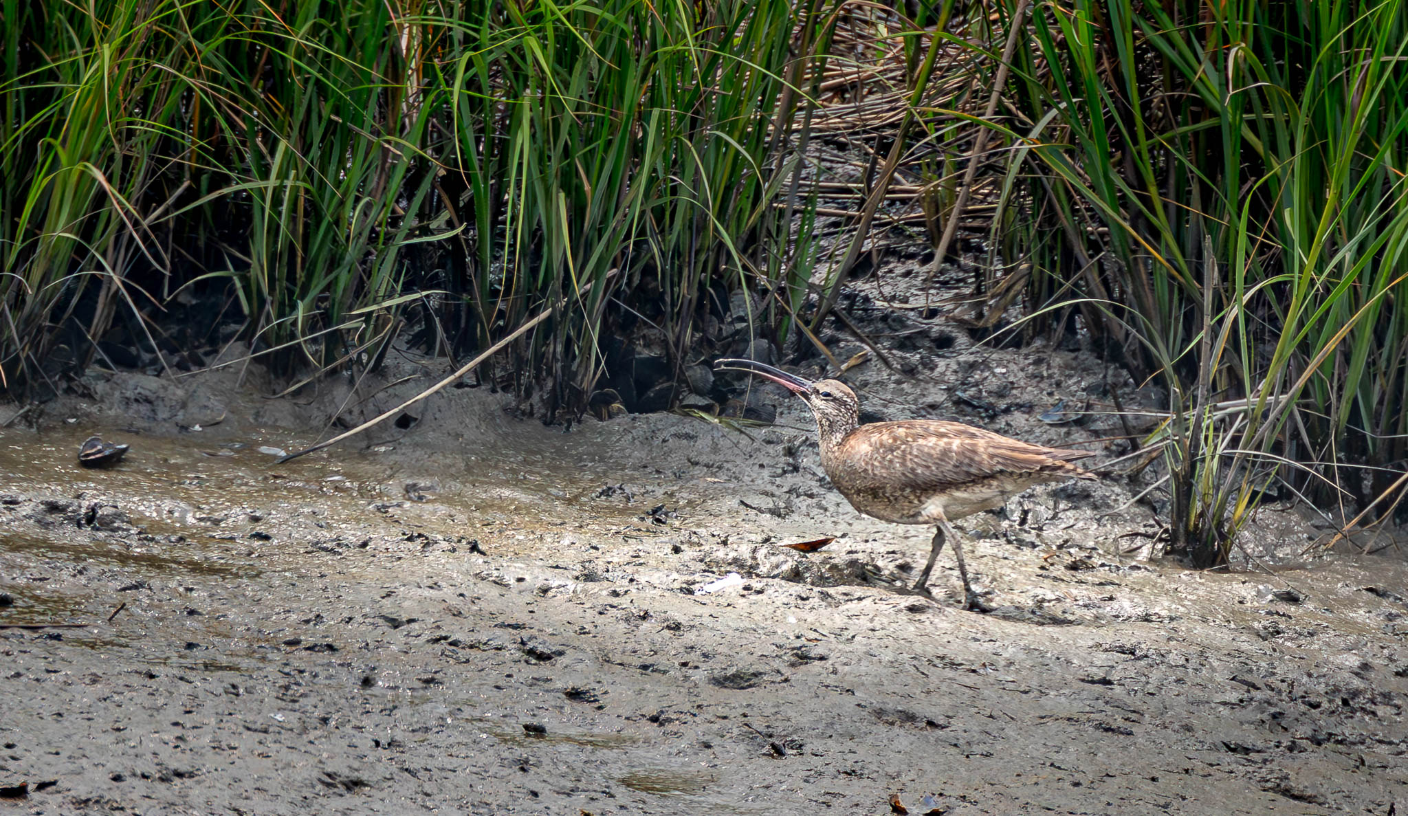 Whimbrel